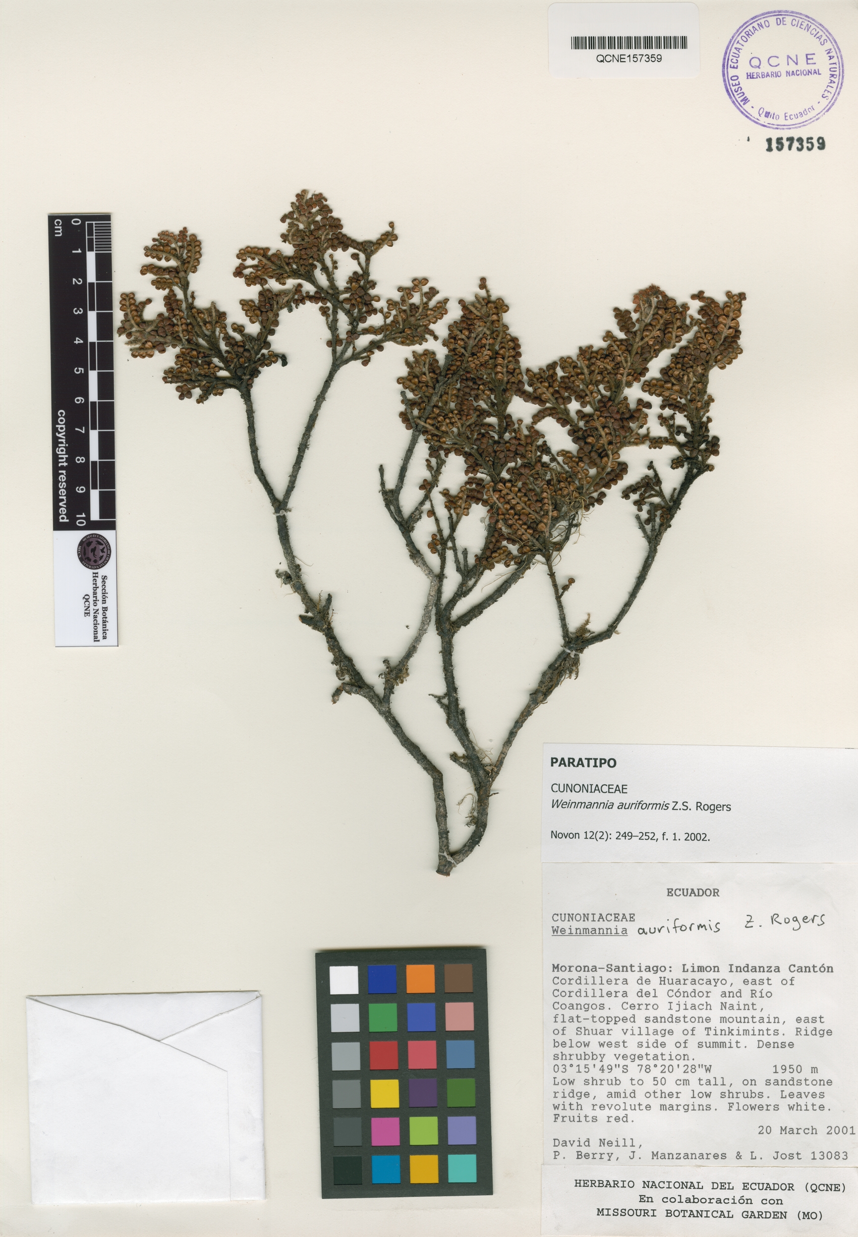 Weinmannia auriformis image