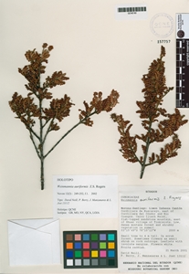 Weinmannia auriformis image
