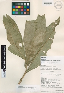Coussarea dulcifolia image
