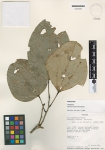 Bauhinia arborea image