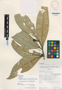 Coussarea dulcifolia image