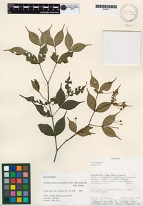 Calyptranthes sparsiflora image