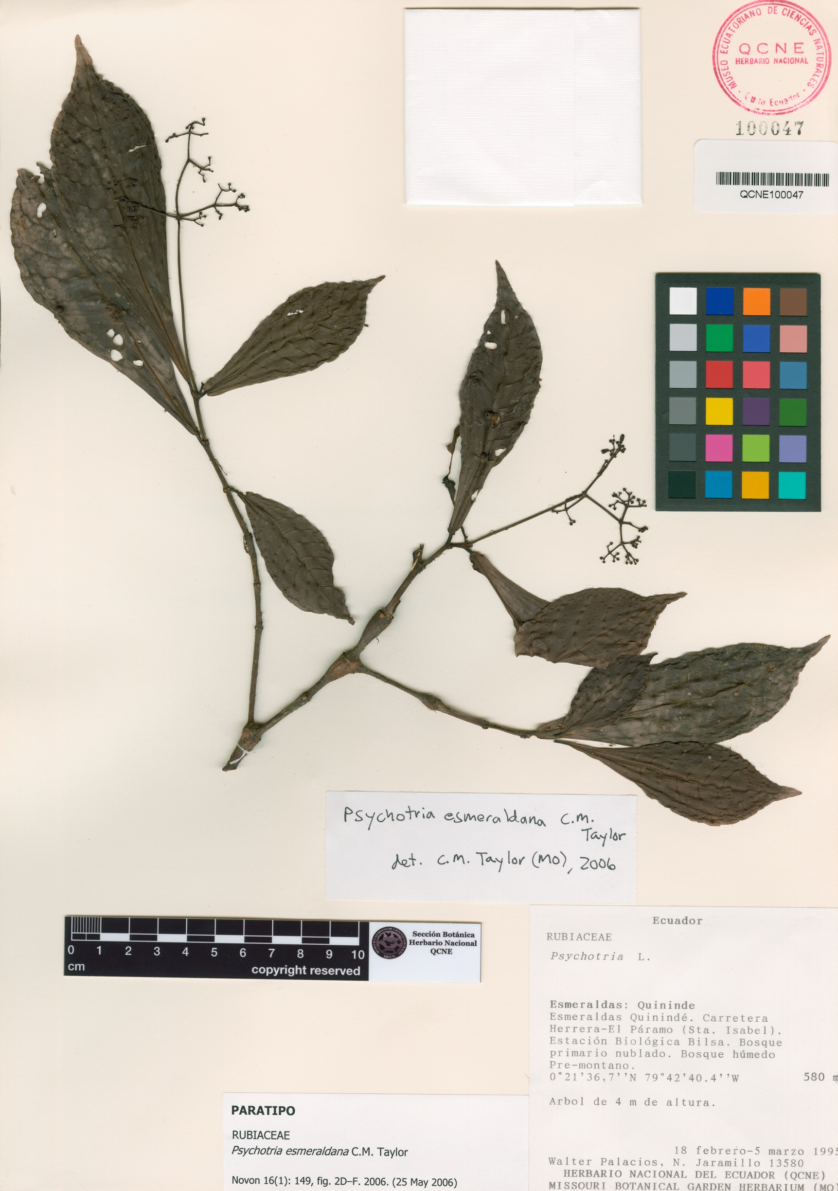 Psychotria esmeraldana image