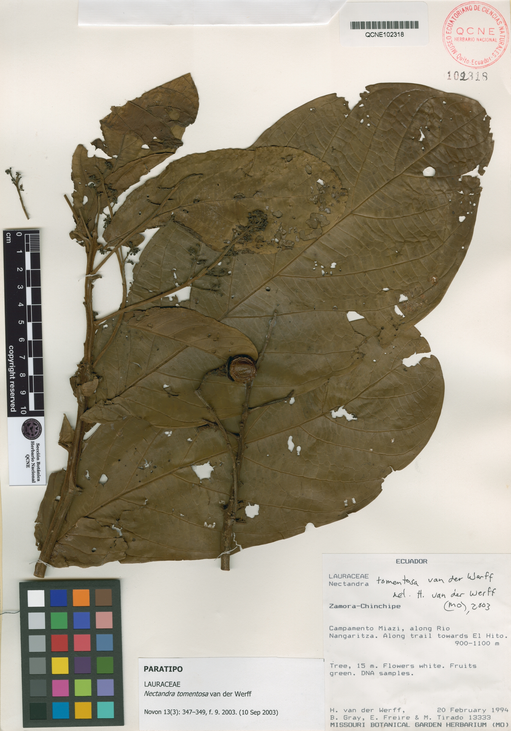 Nectandra tomentosa image