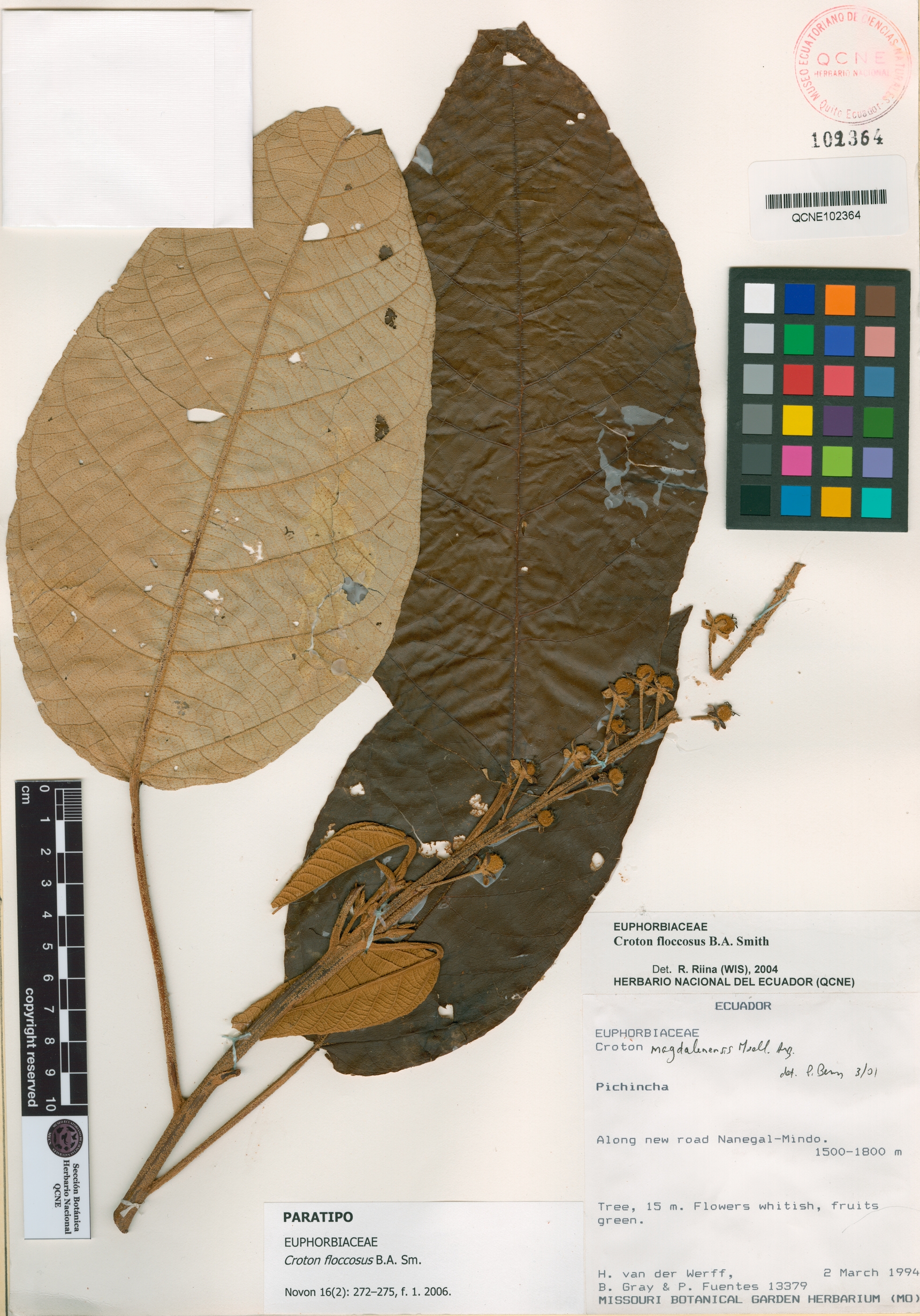 Croton floccosus image