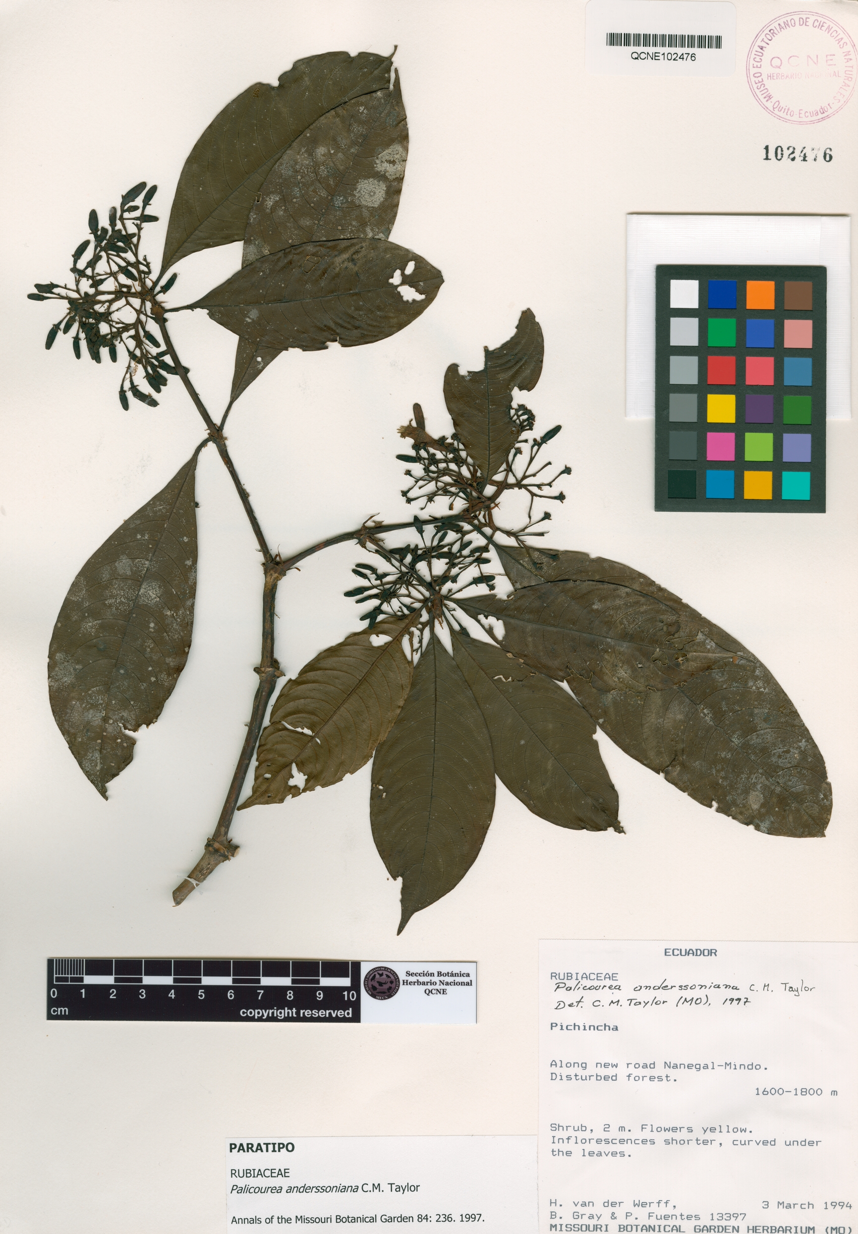 Palicourea anderssoniana image