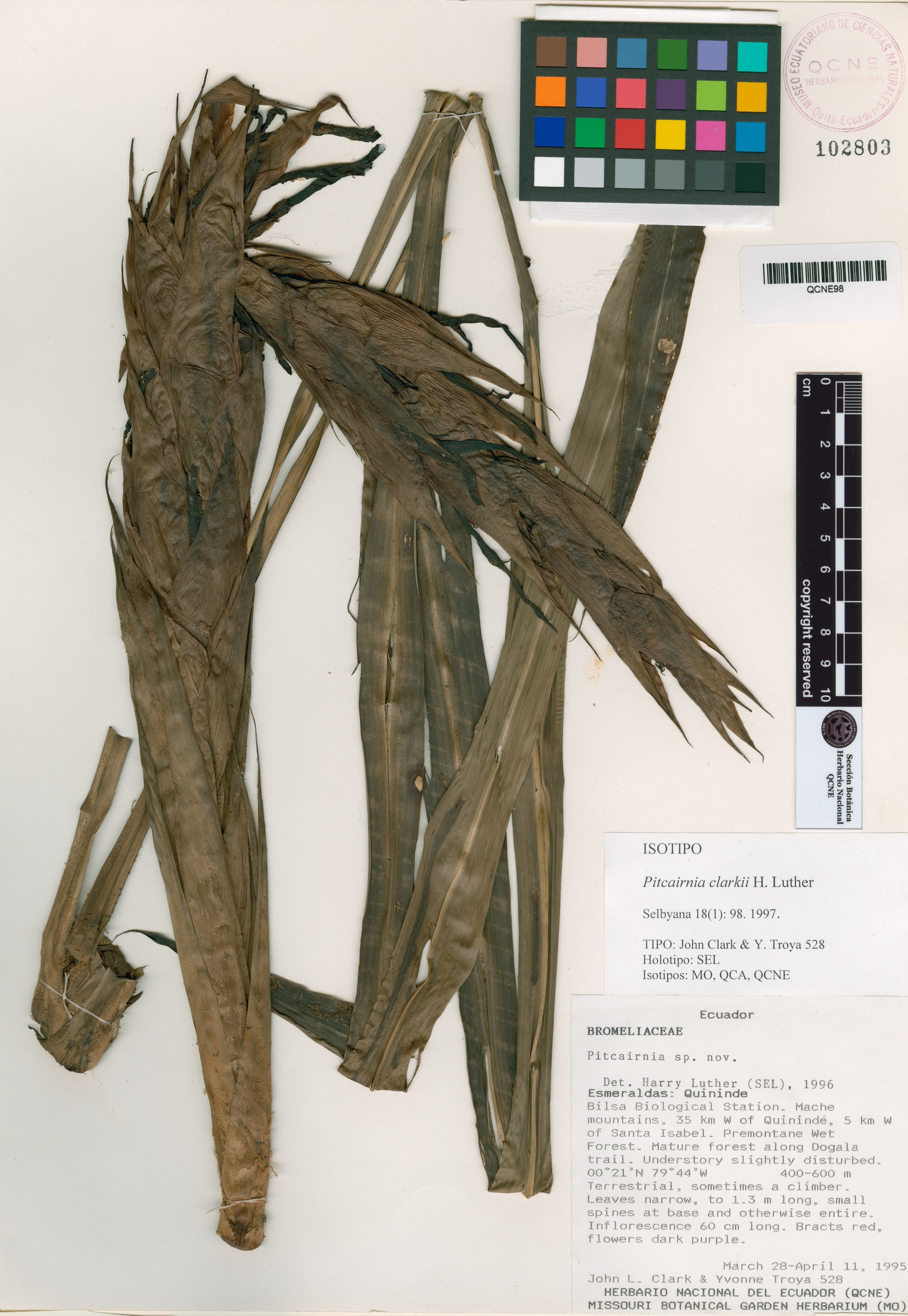 Pitcairnia clarkii image