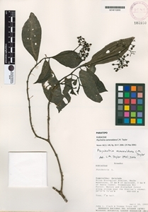 Psychotria esmeraldana image