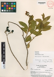 Image of Solanum coalitum