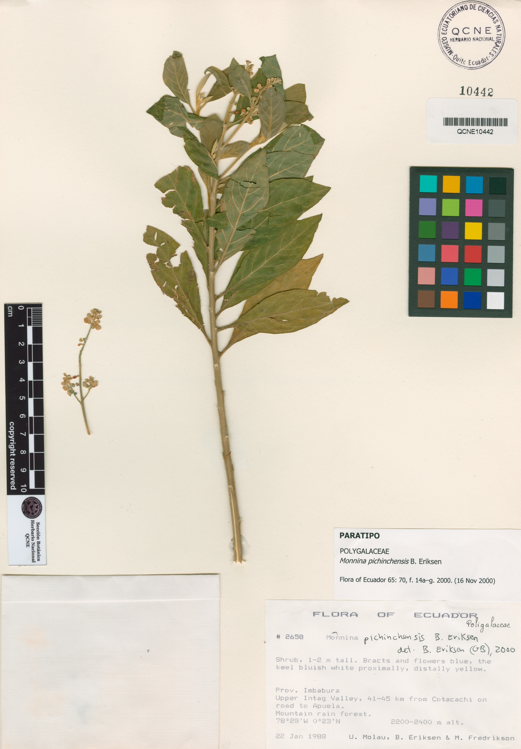 Monnina pichinchensis image