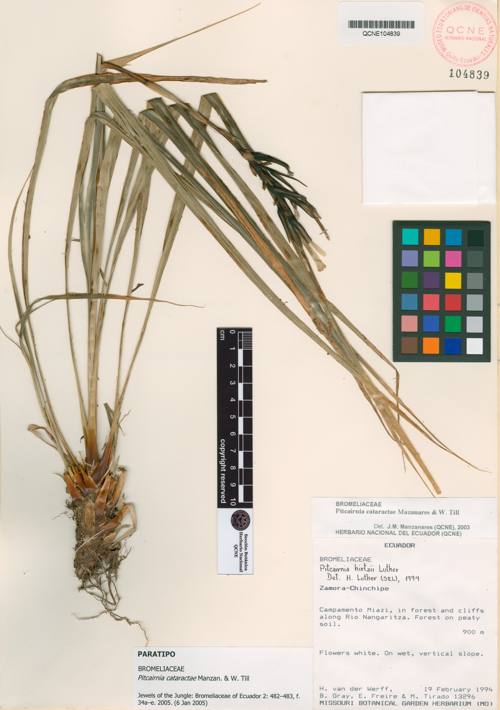 Pitcairnia cataractae image