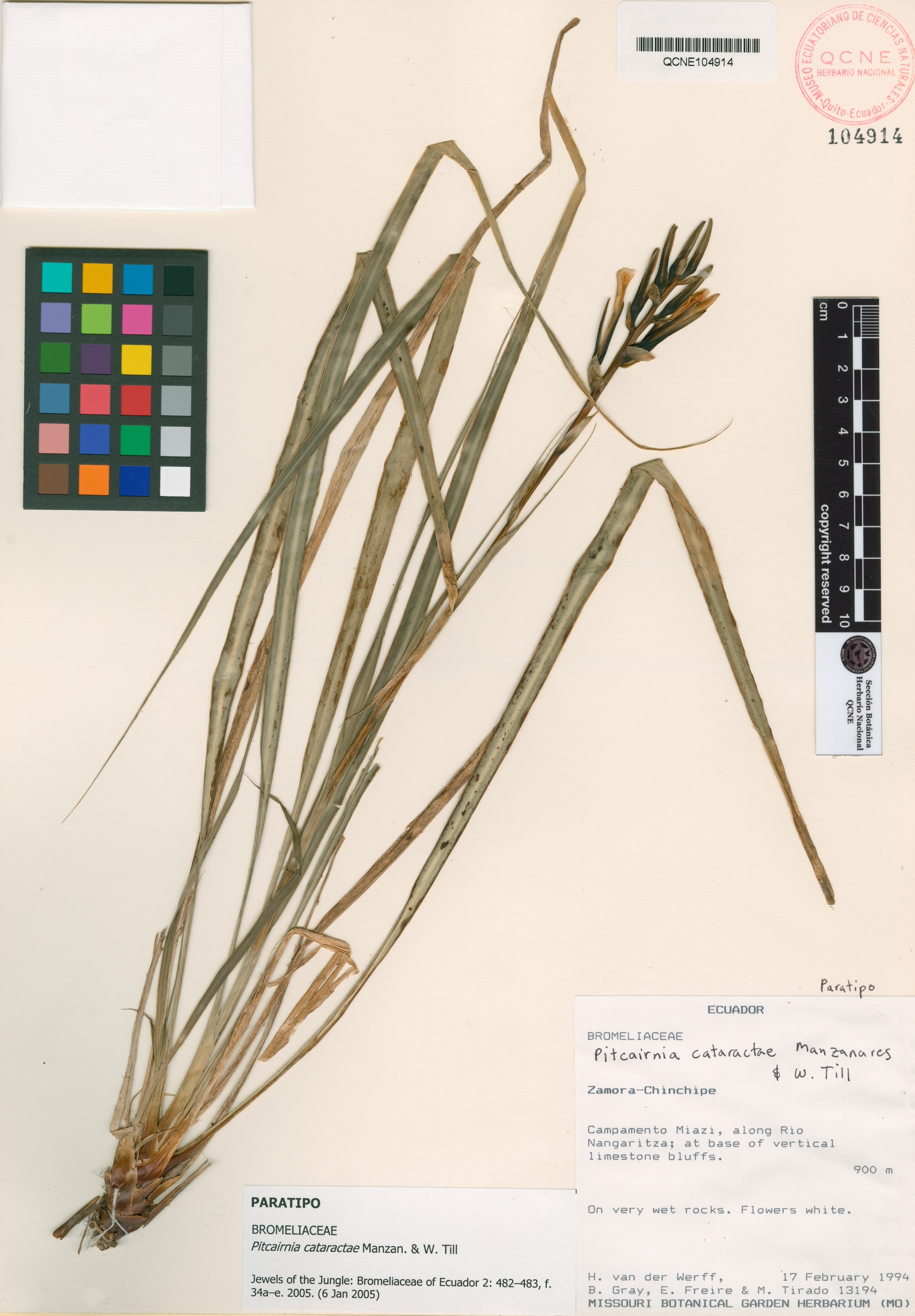 Pitcairnia cataractae image