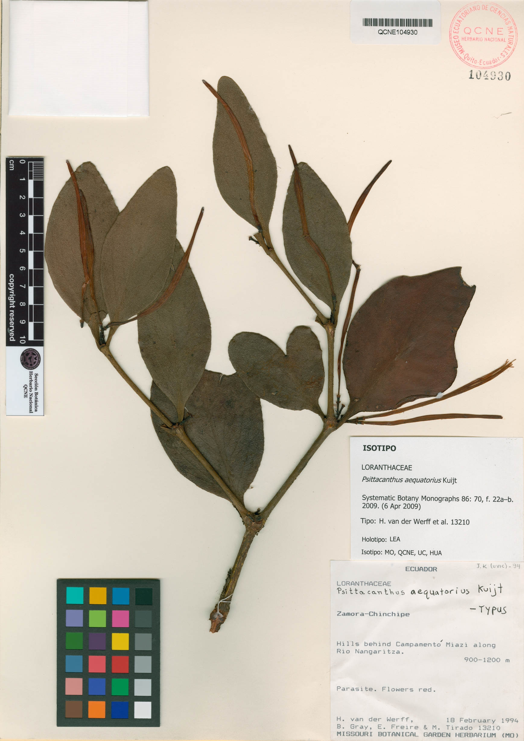 Psittacanthus aequatorius image