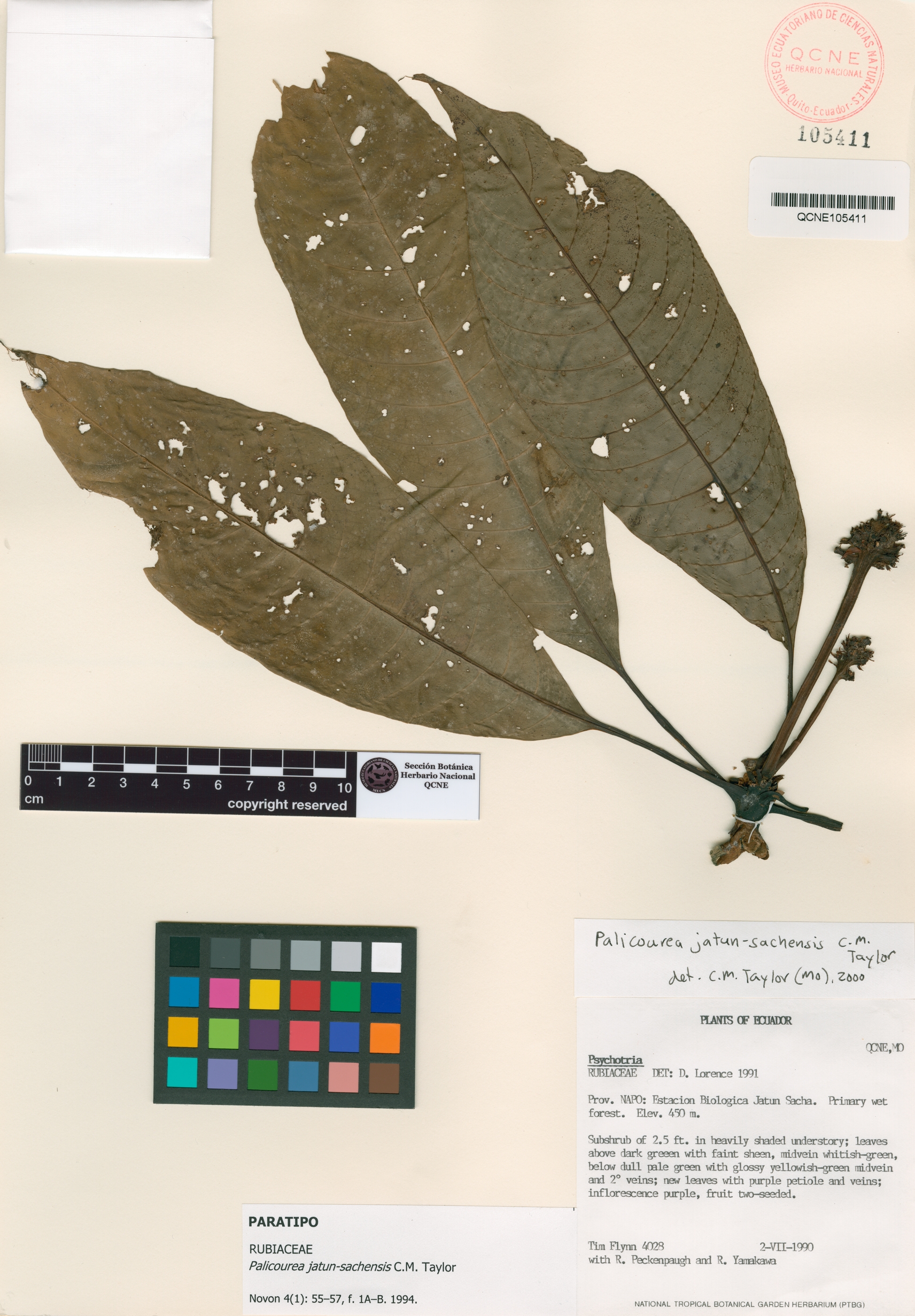 Palicourea jatun-sachensis image