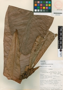 Image of Cybianthus anthuriophyllus