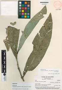 Image of Coussarea dulcifolia