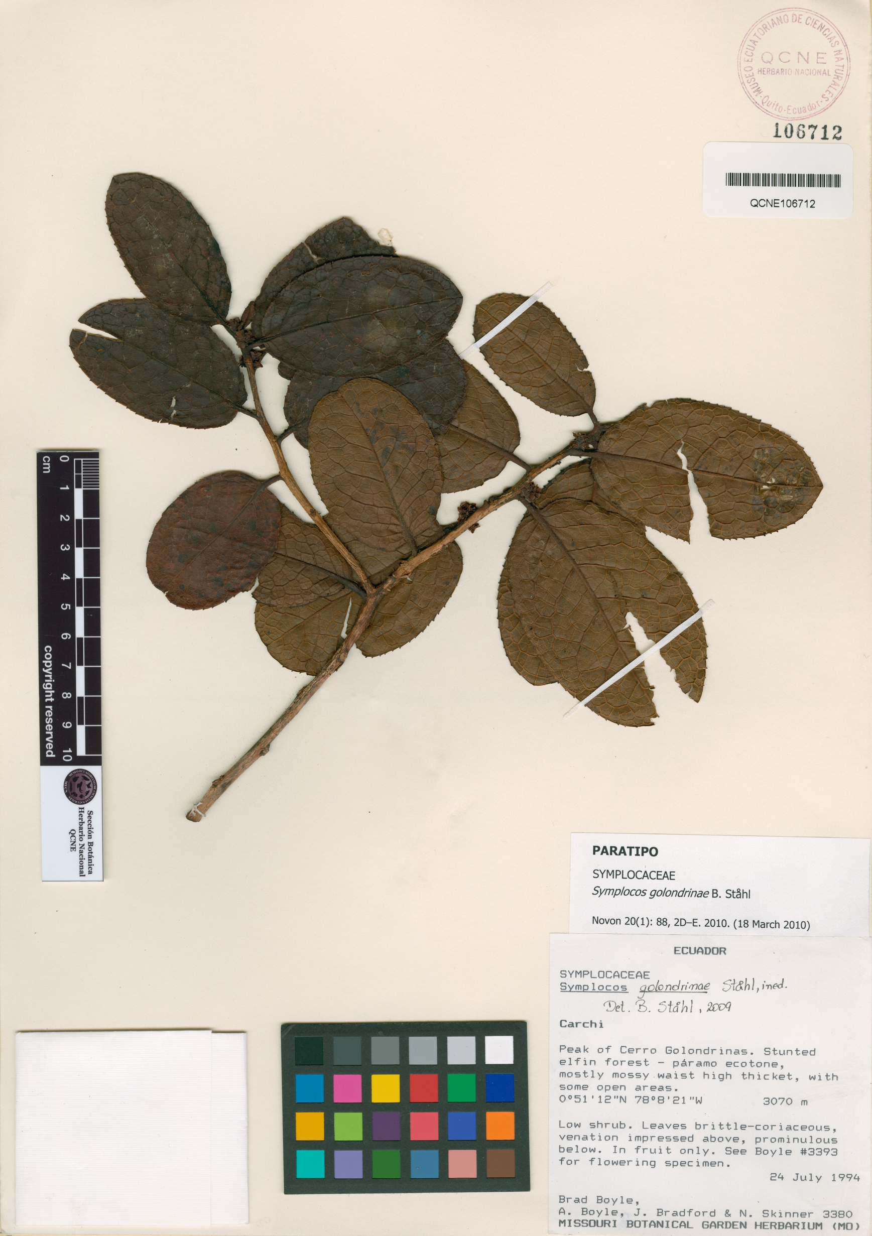 Symplocos golondrinae image