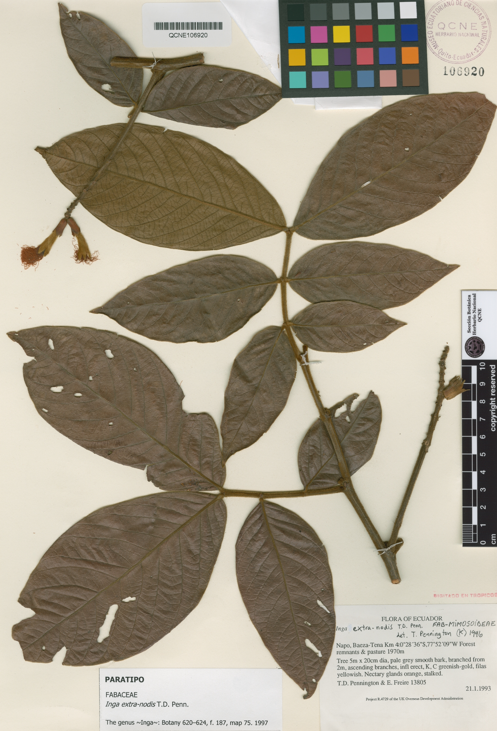 Inga extra-nodis image