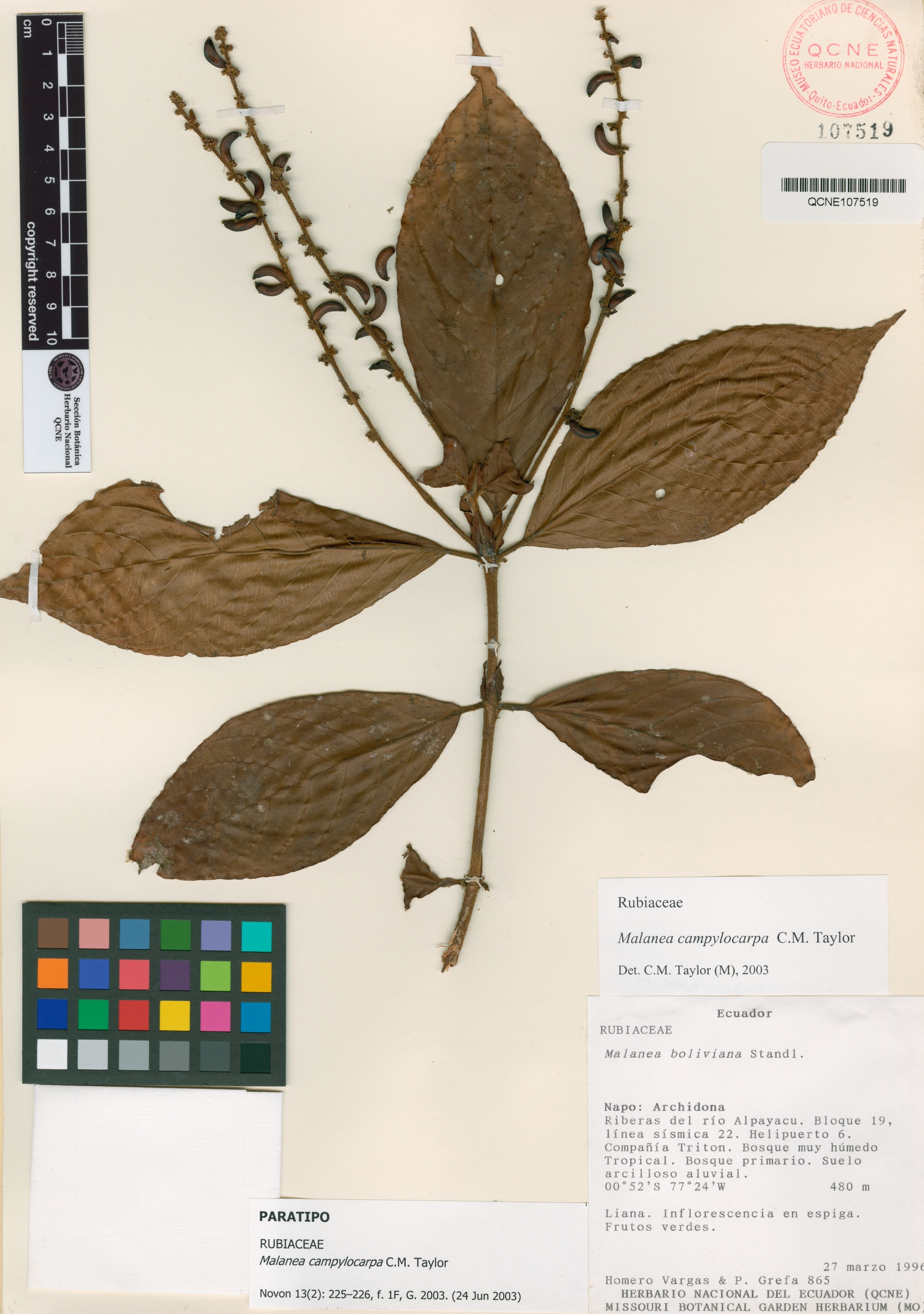 Malanea campylocarpa image