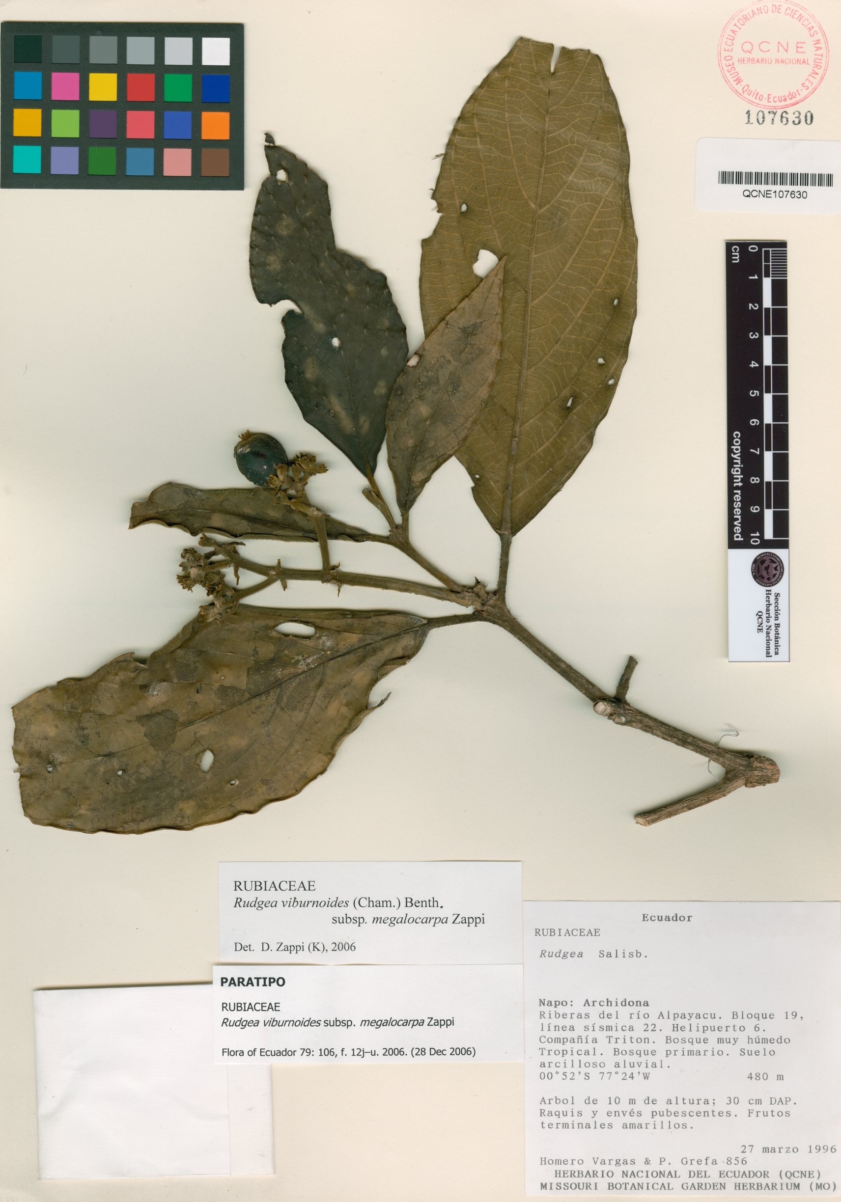 Rudgea viburnoides image