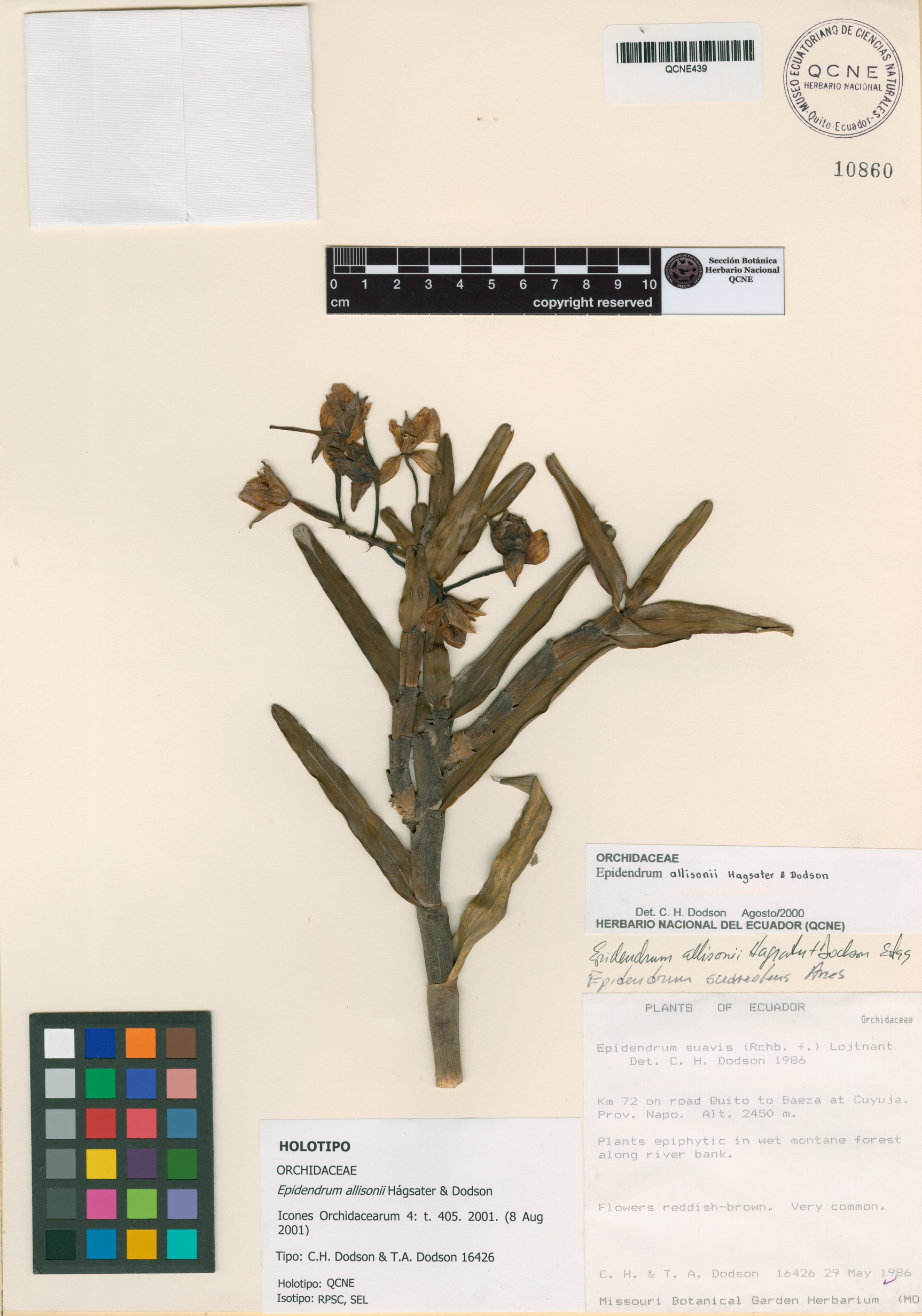 Epidendrum allisonii image