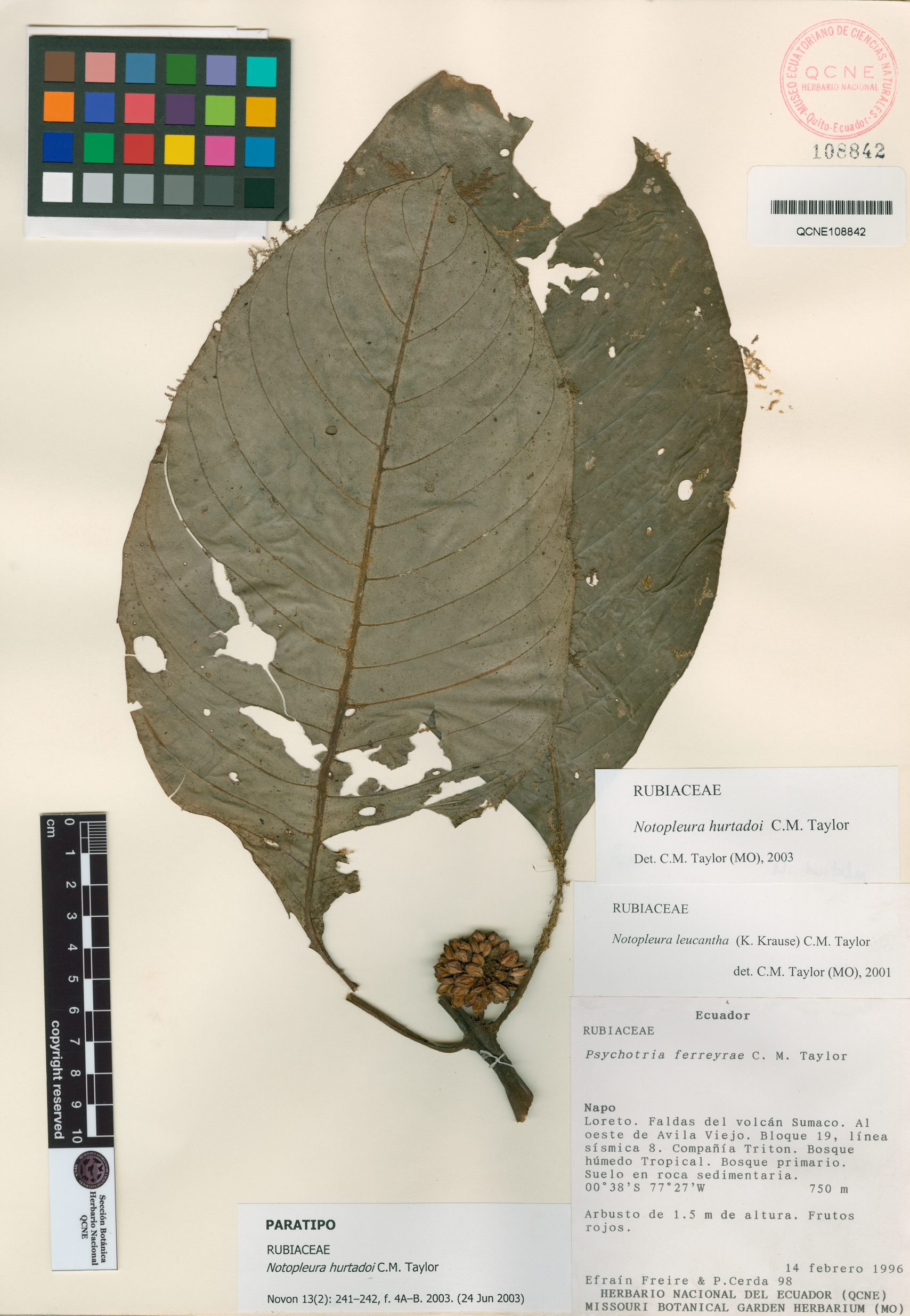 Notopleura hurtadoi image