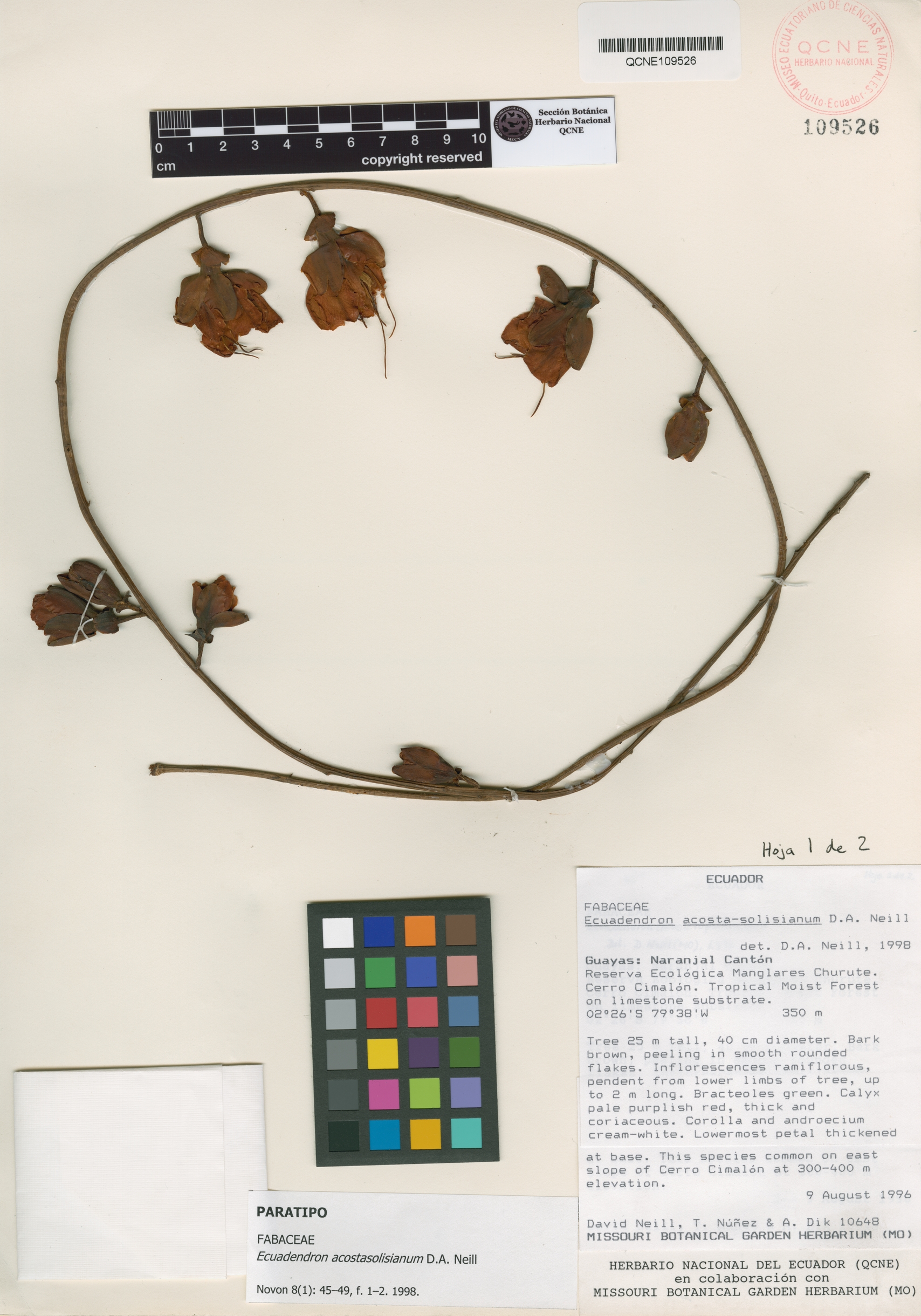 Ecuadendron acosta-solisianum image