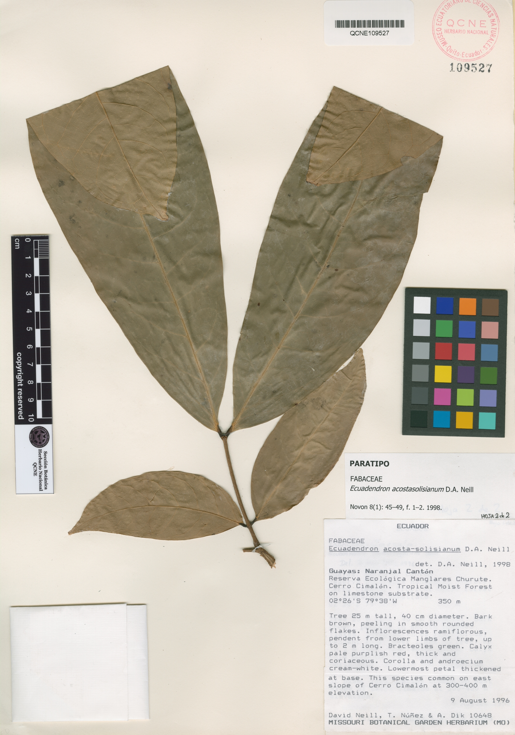 Ecuadendron acosta-solisianum image