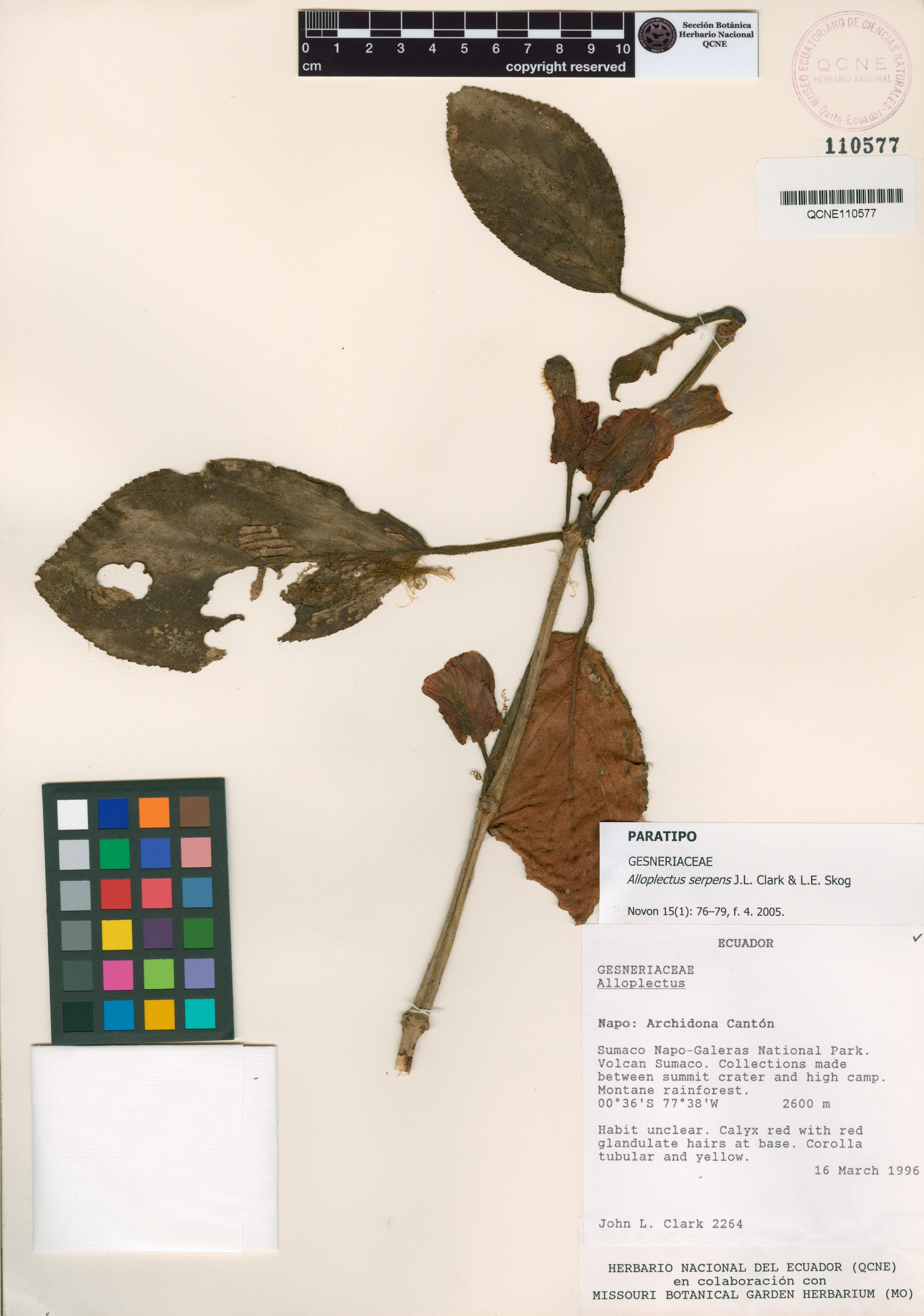 Alloplectus serpens image