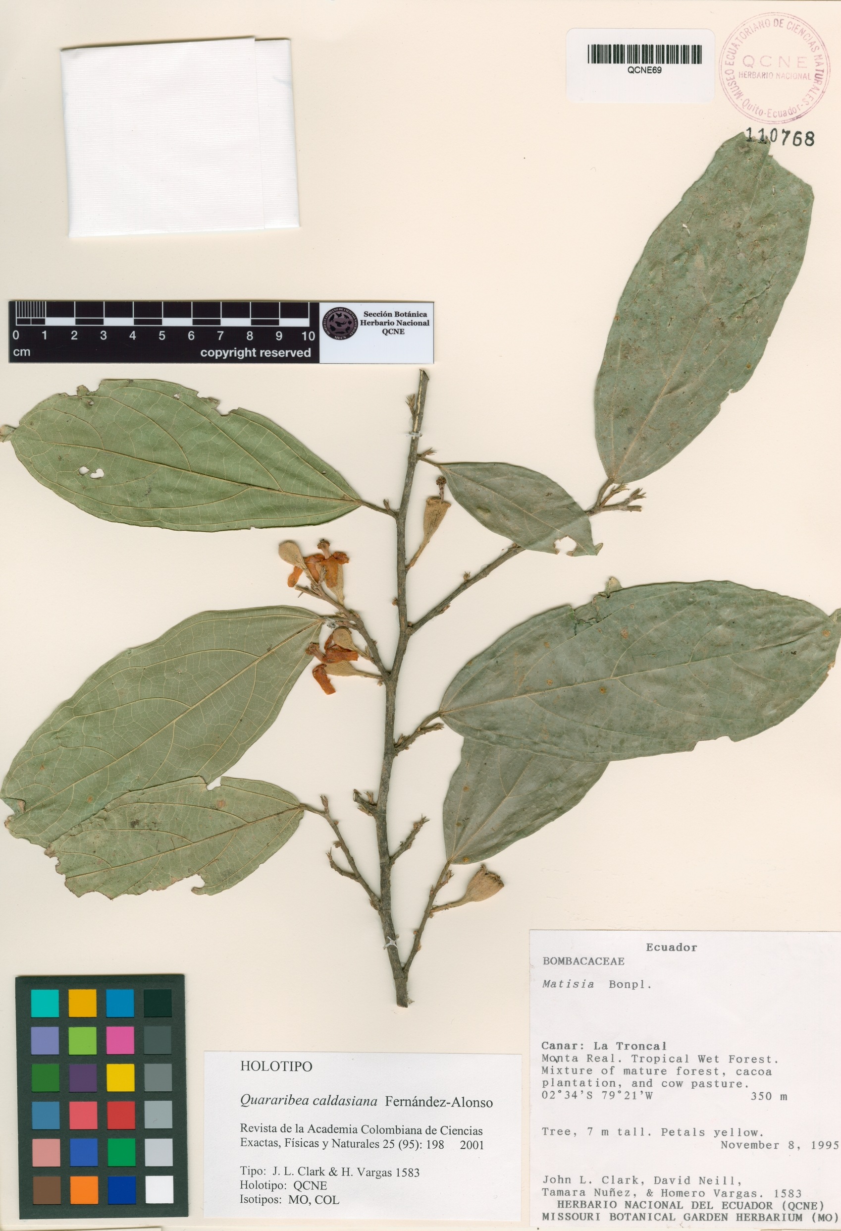 Quararibea caldasiana image