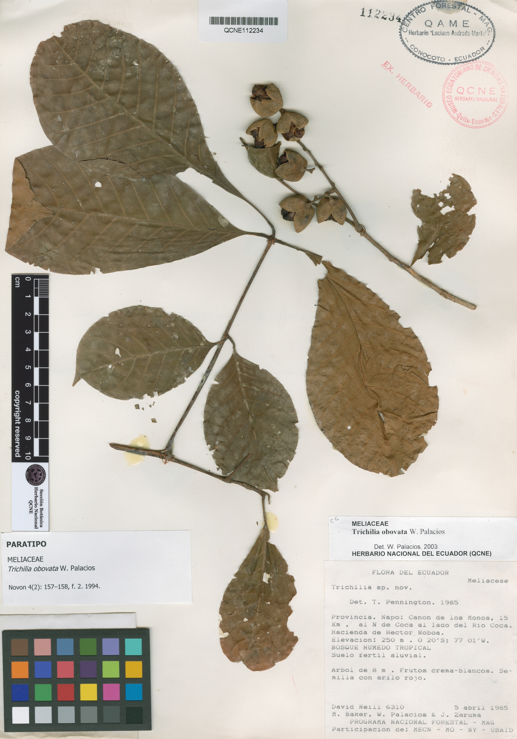 Trichilia obovata image