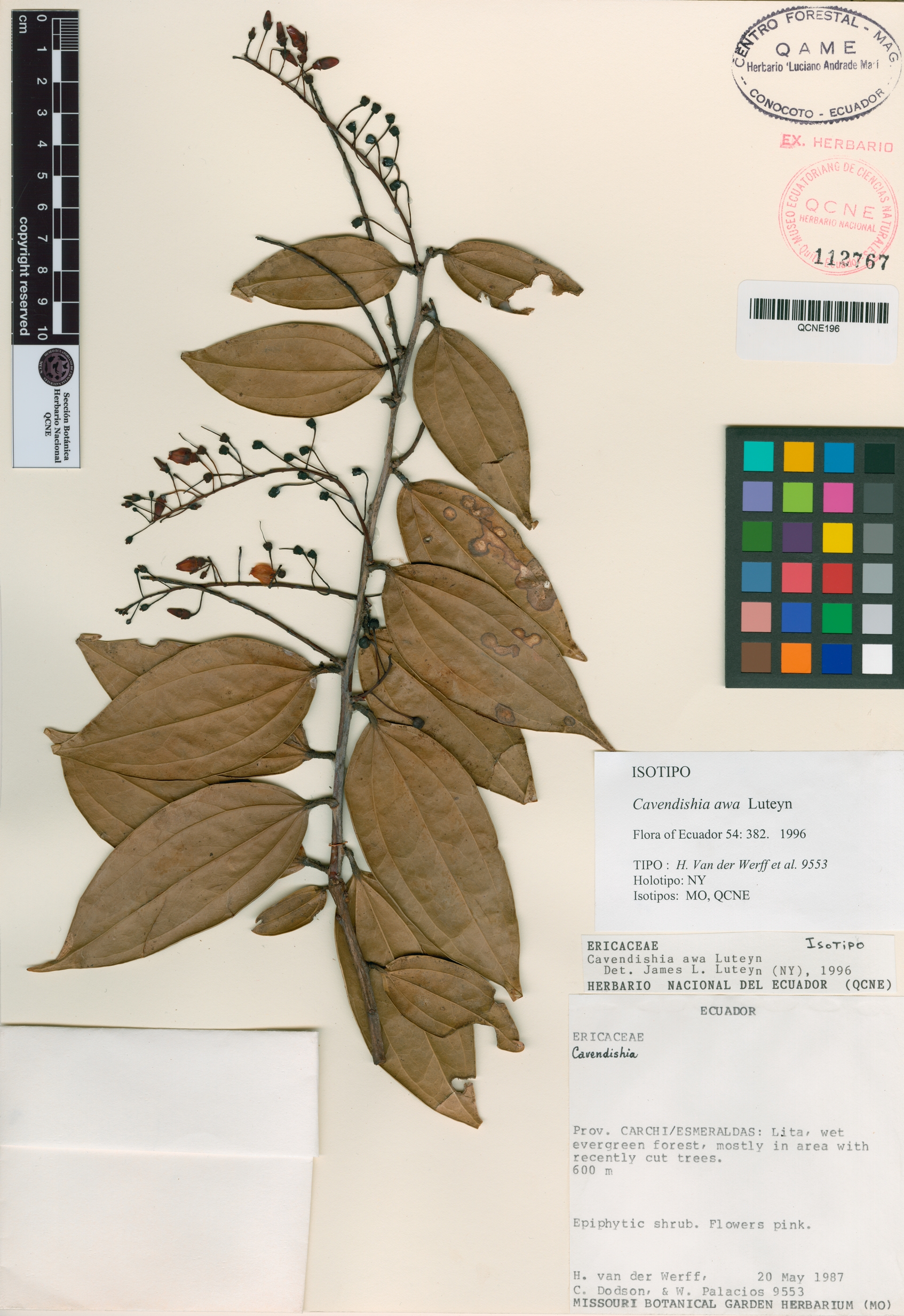 Cavendishia awa image