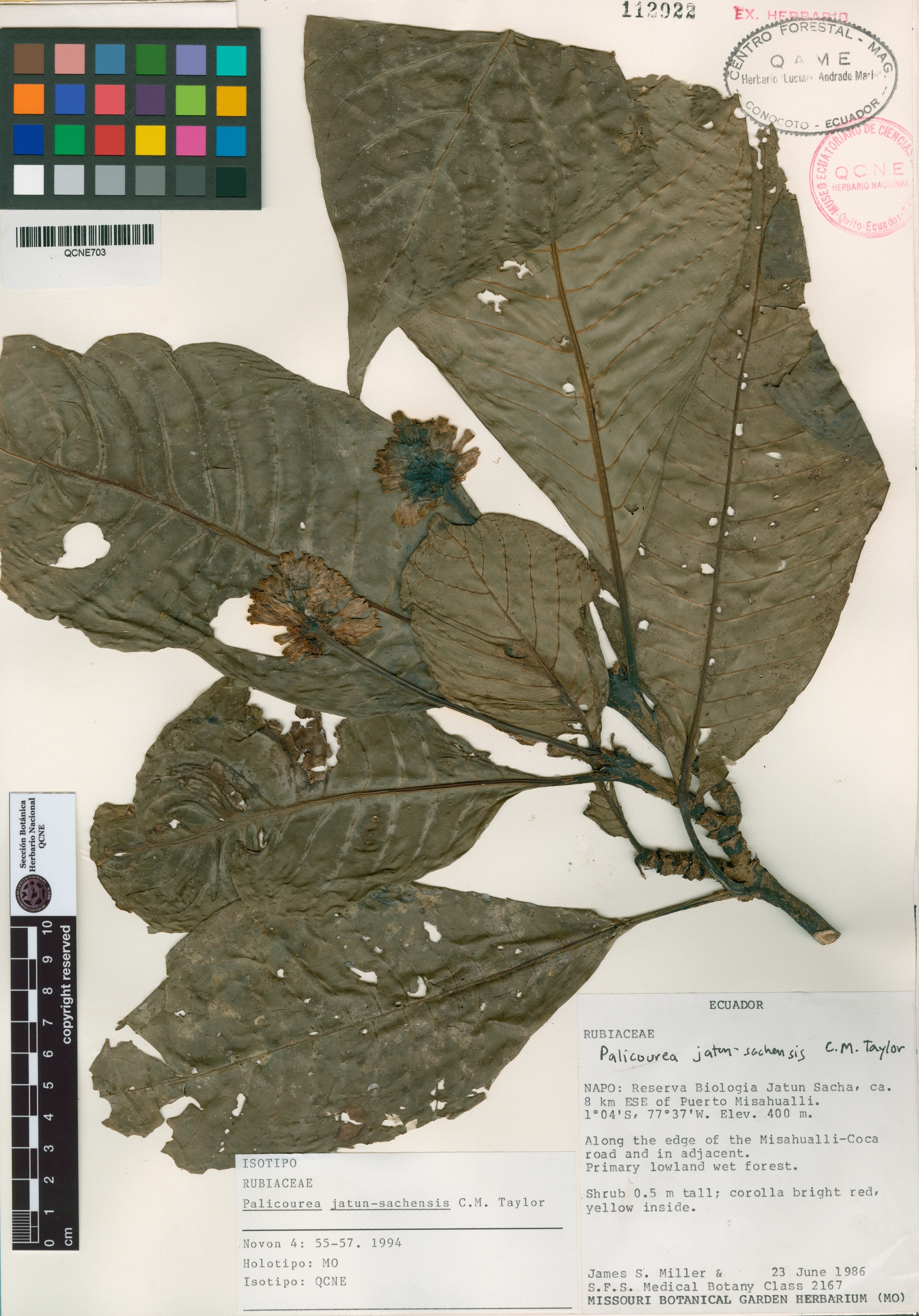 Palicourea jatun-sachensis image