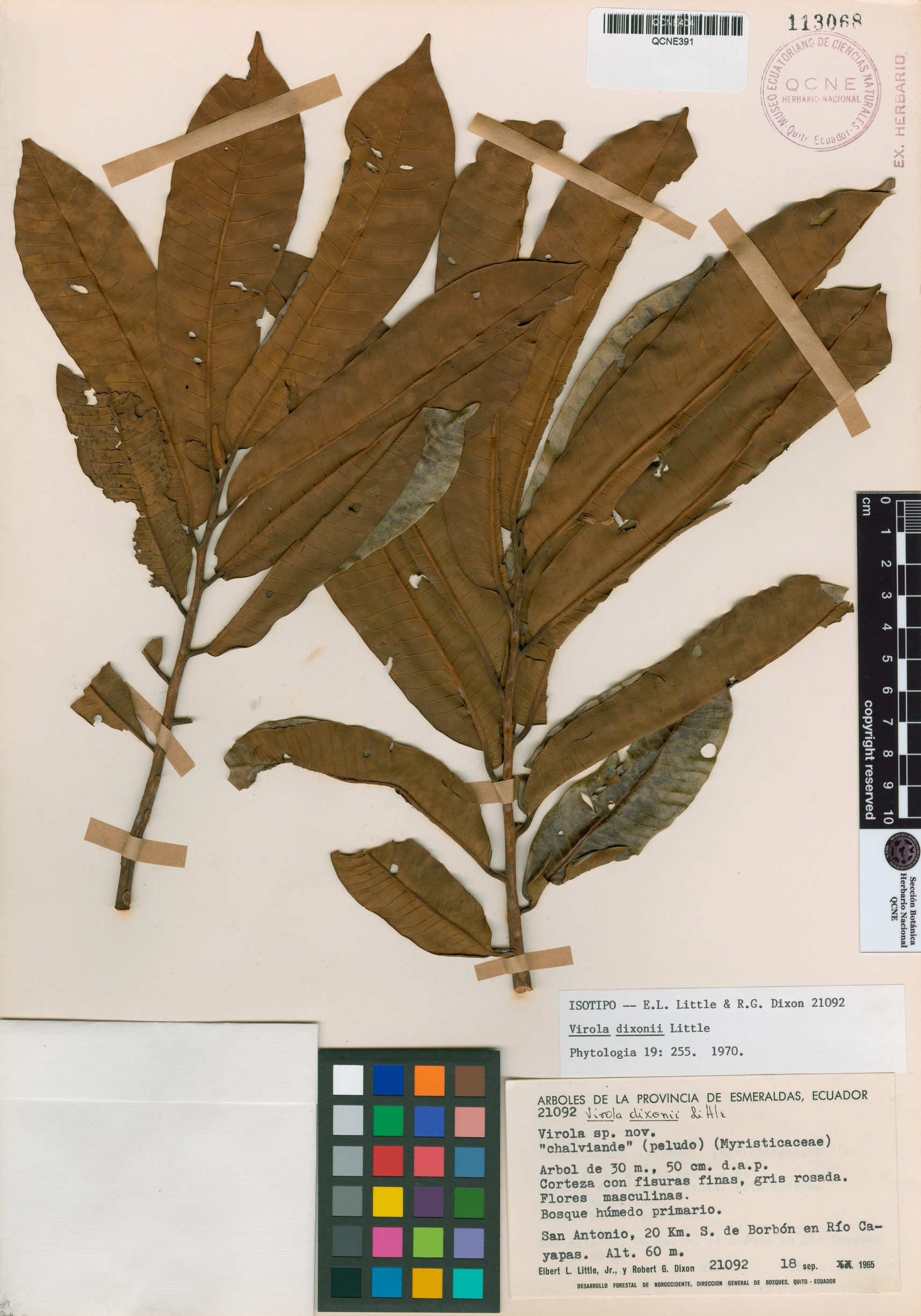 Virola dixonii image