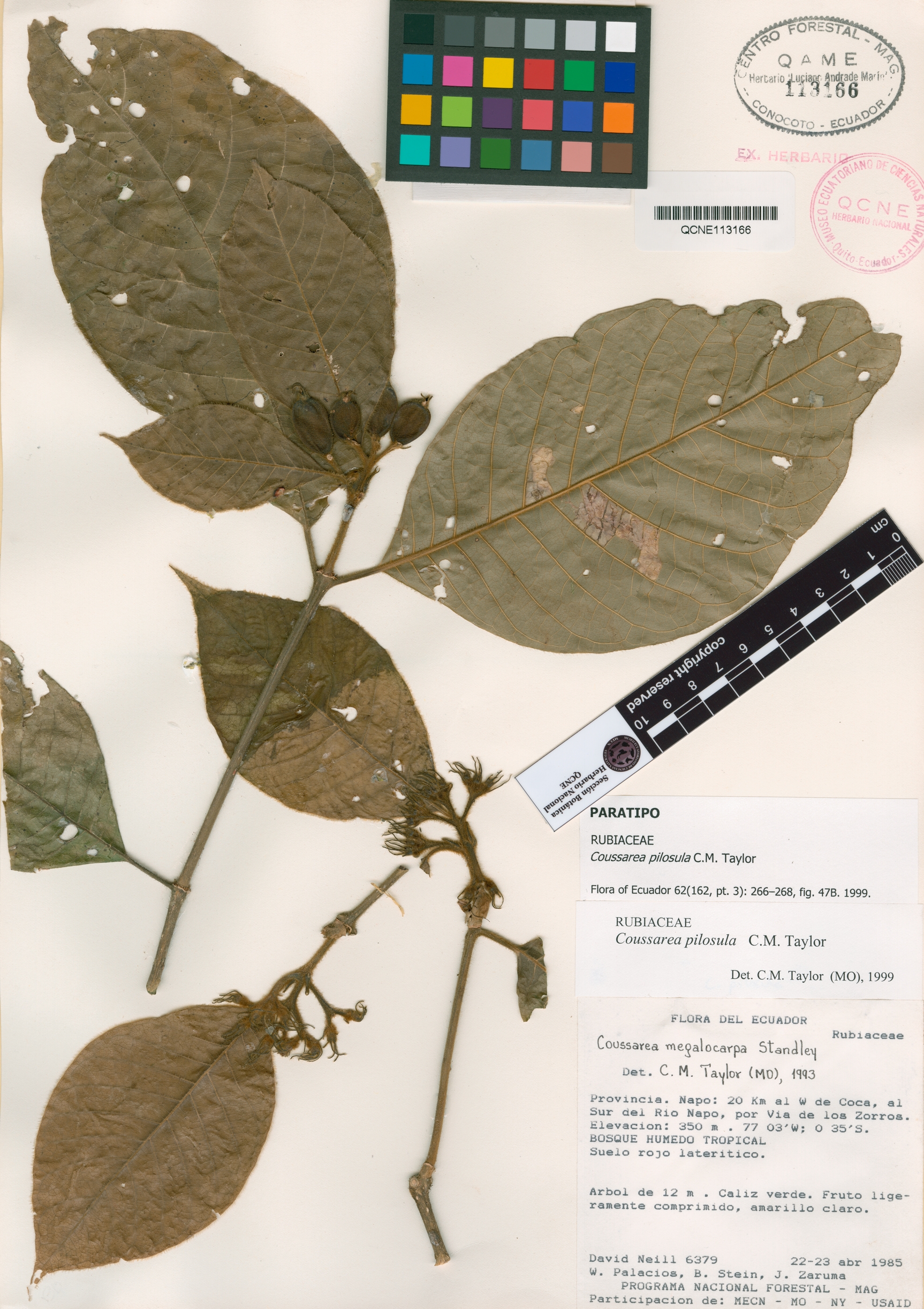 Coussarea pilosula image