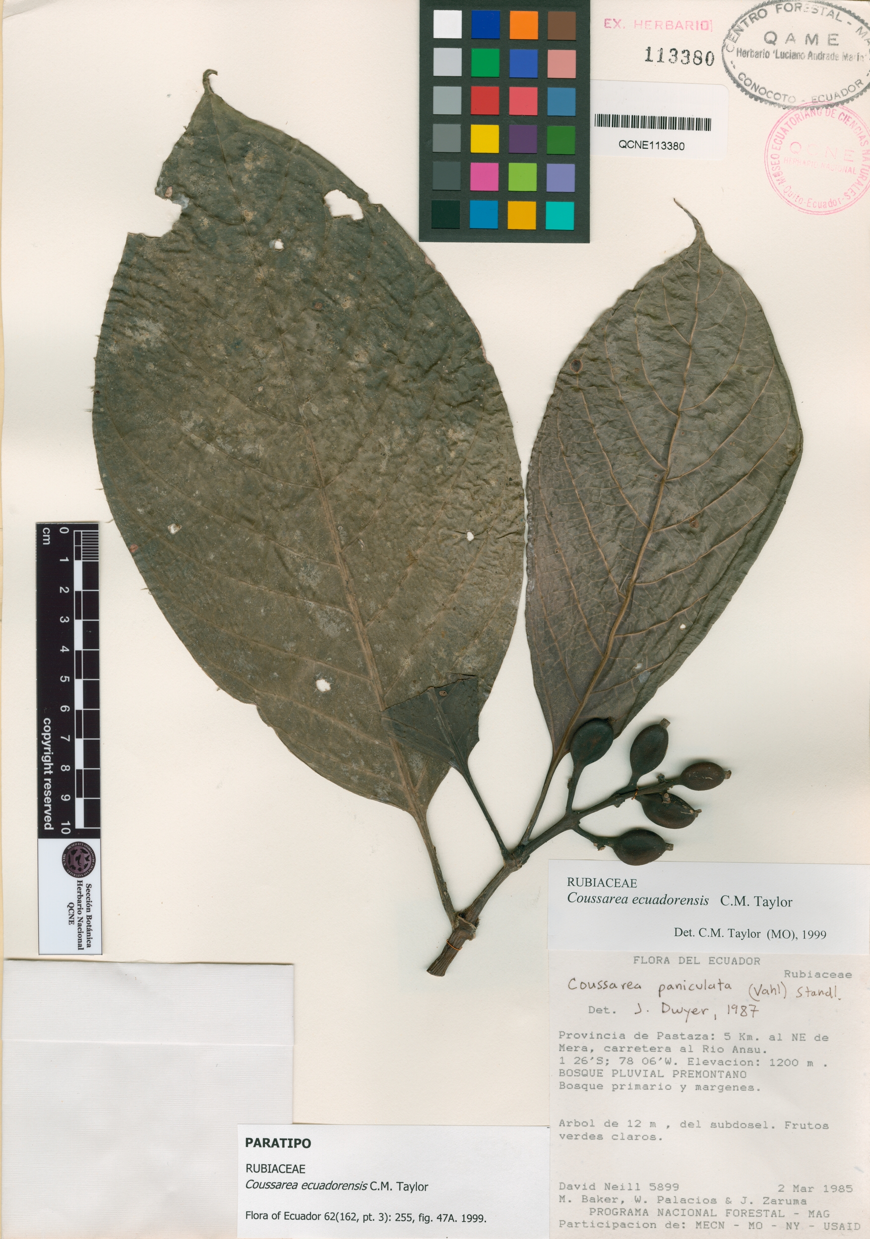 Coussarea ecuadorensis image