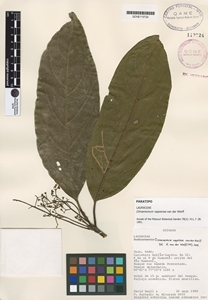 Image of Aiouea napoensis