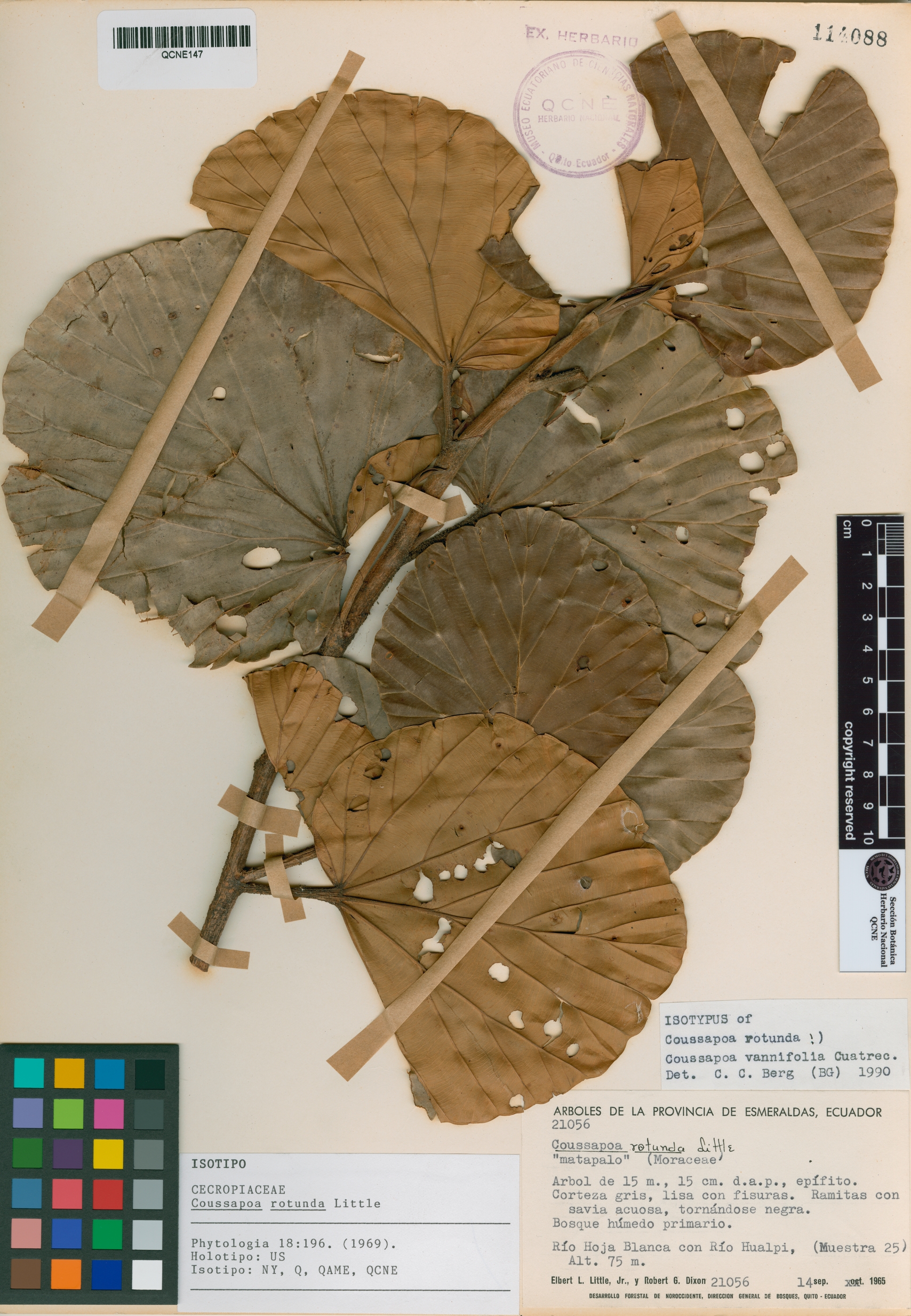 Coussapoa rotunda image