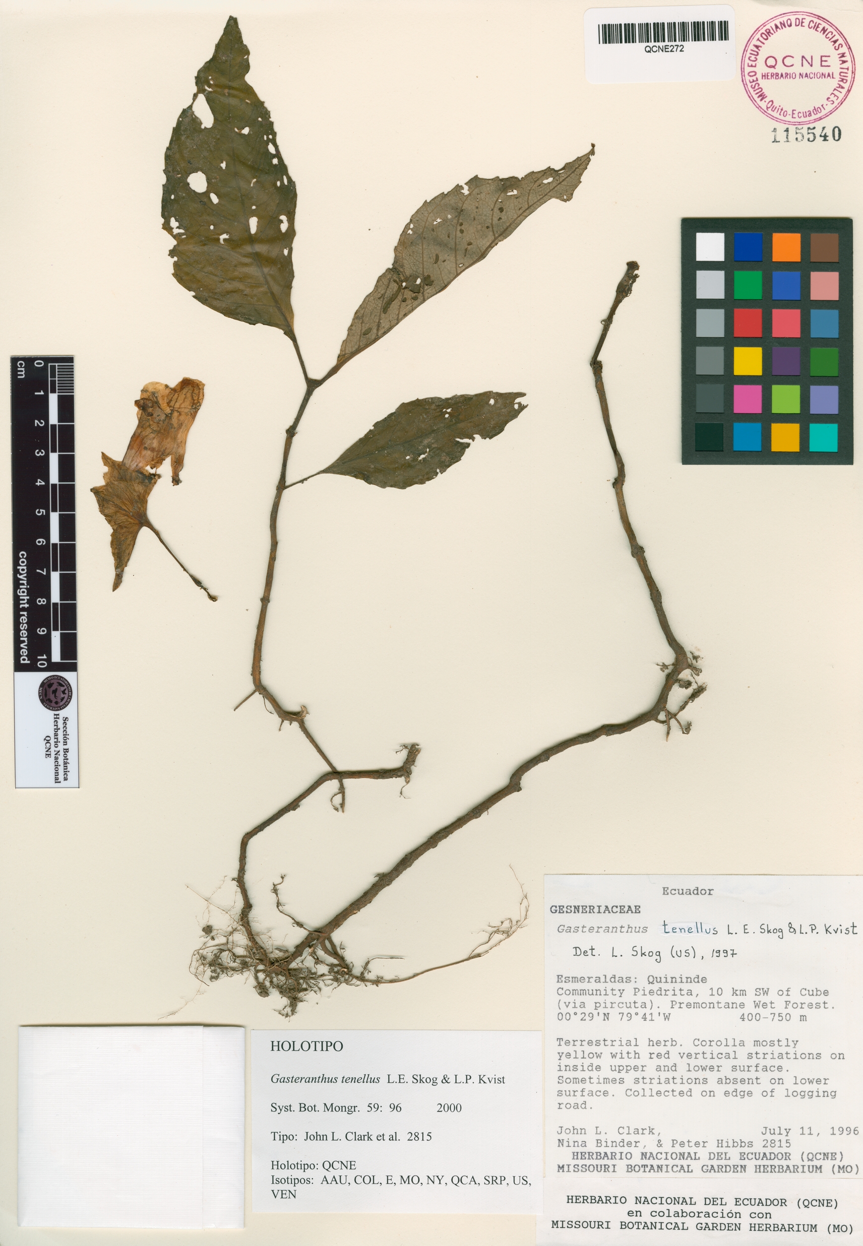 Gasteranthus tenellus image