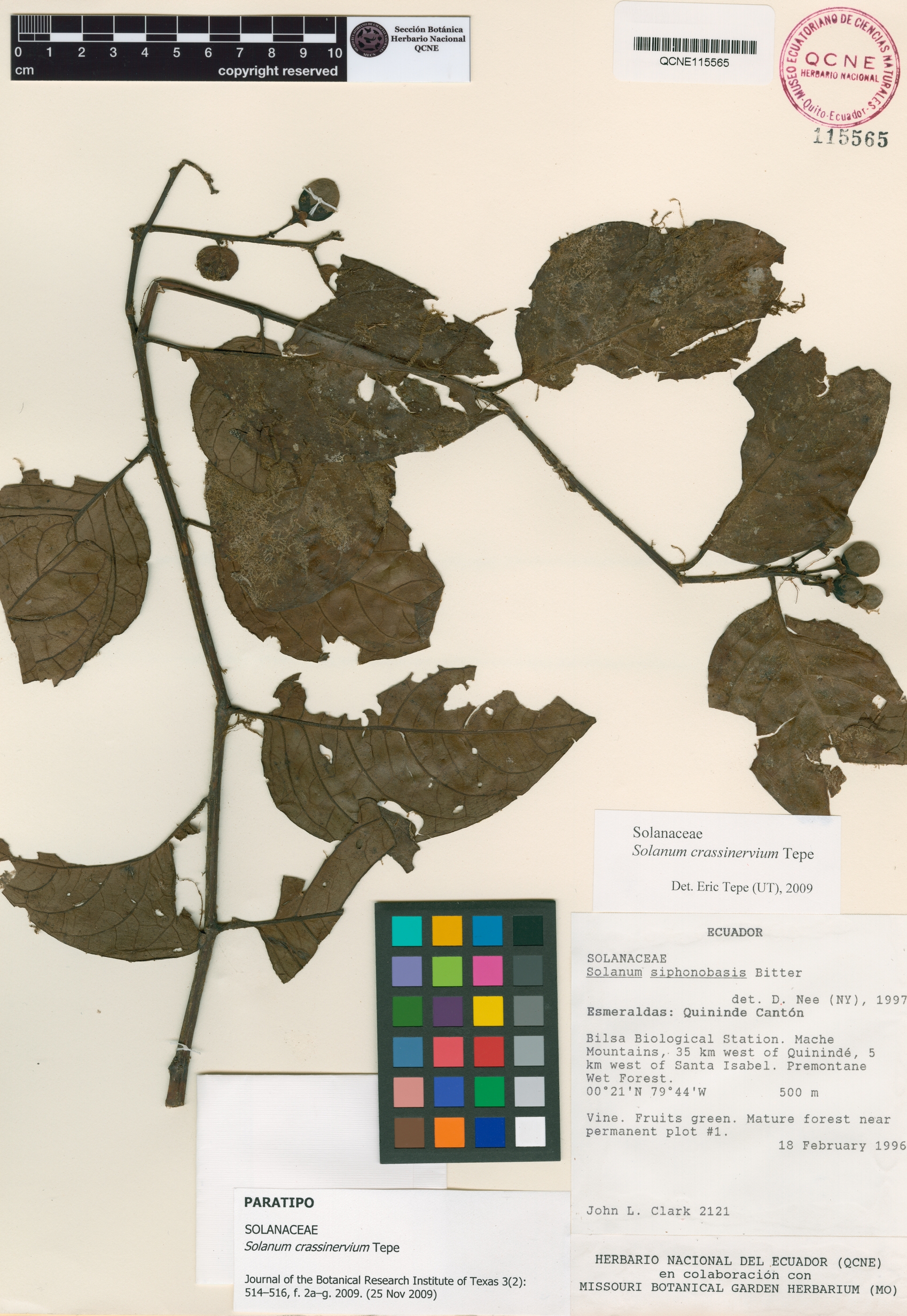 Solanum crassinervium image