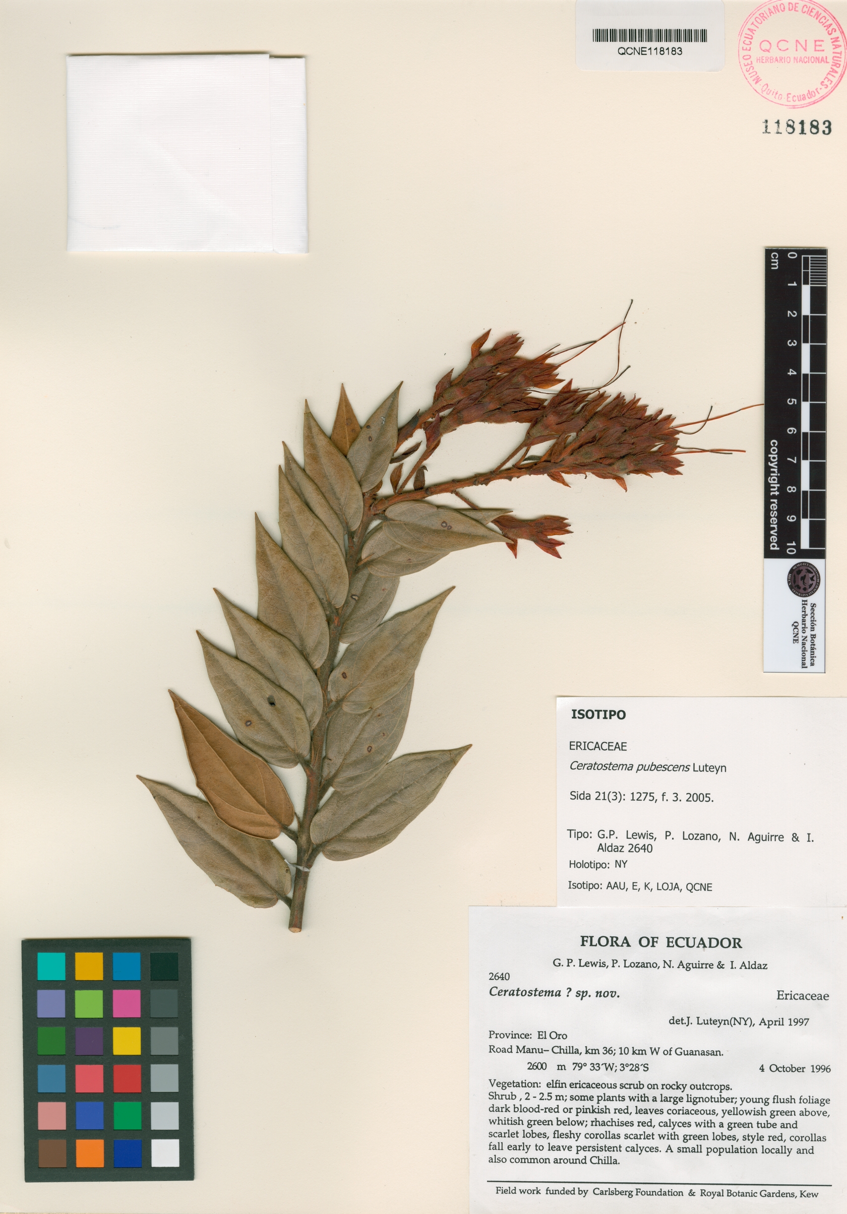 Ceratostema pubescens image