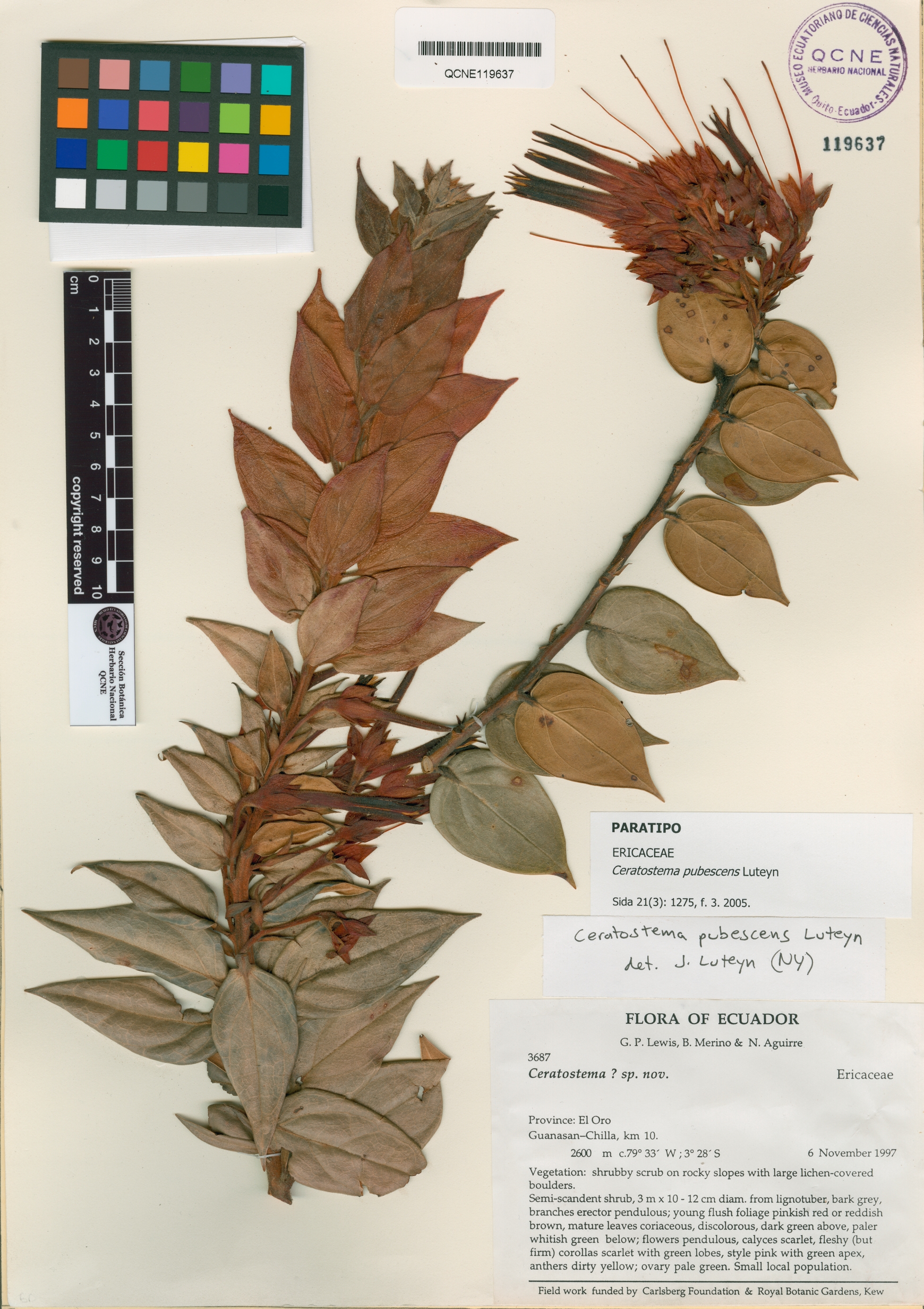 Ceratostema pubescens image