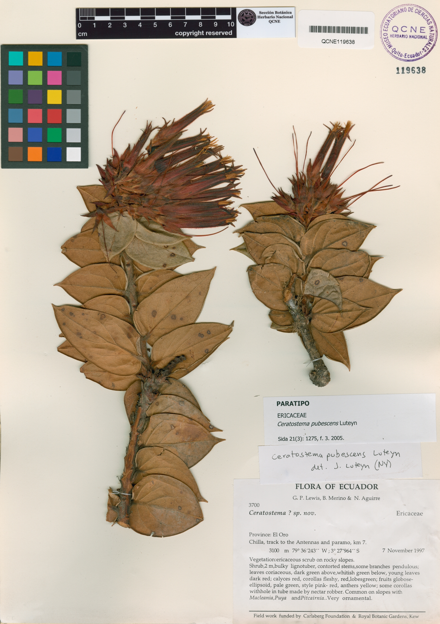 Ceratostema pubescens image