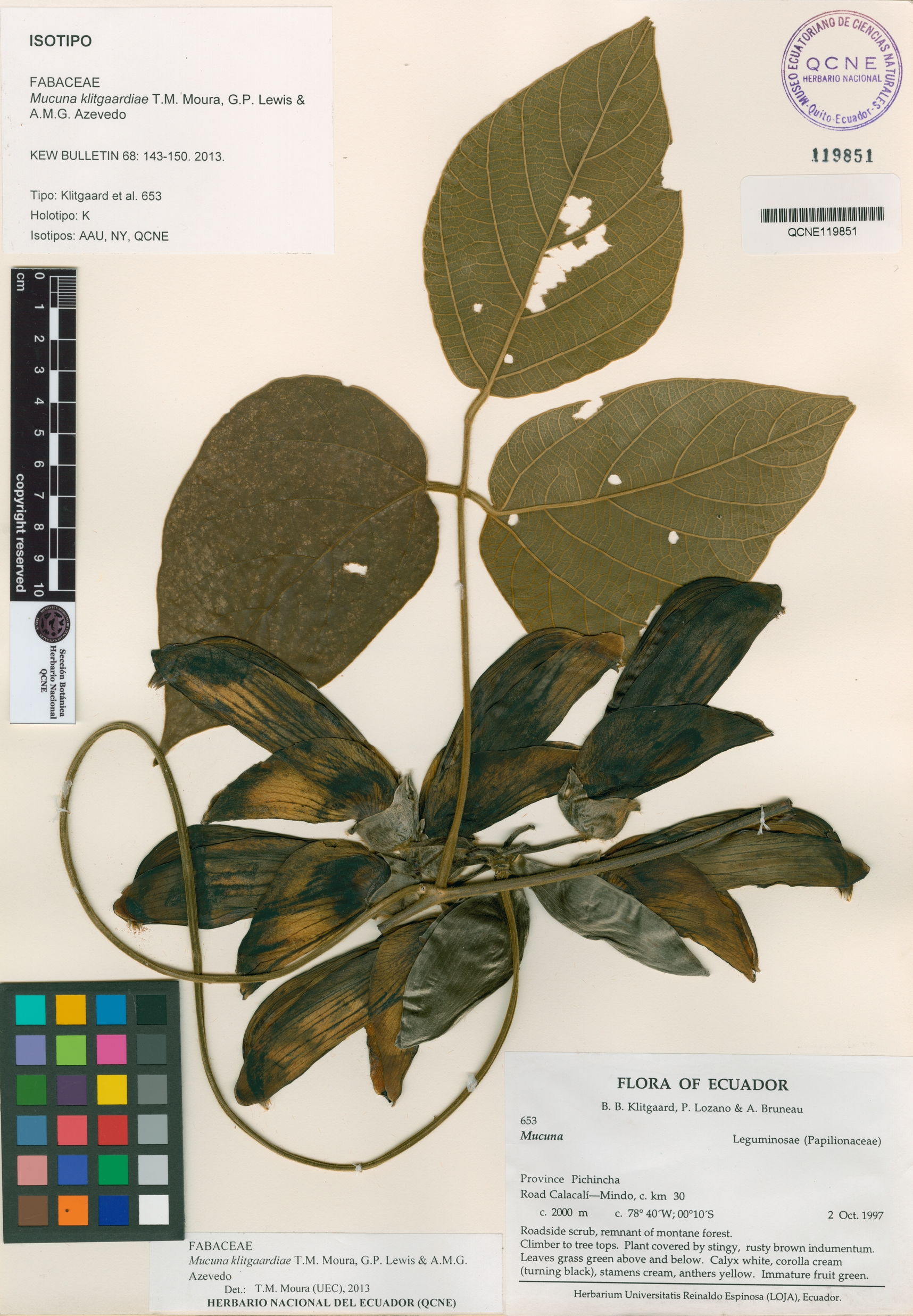 Mucuna klitgaardiae image