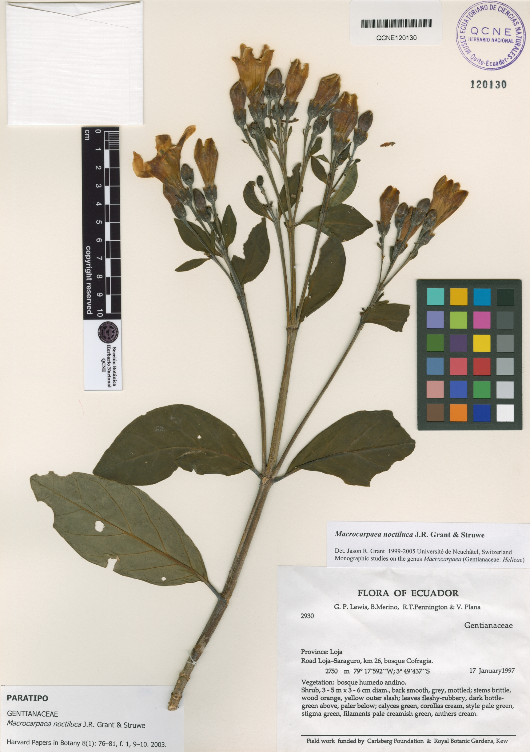 Macrocarpaea noctiluca image