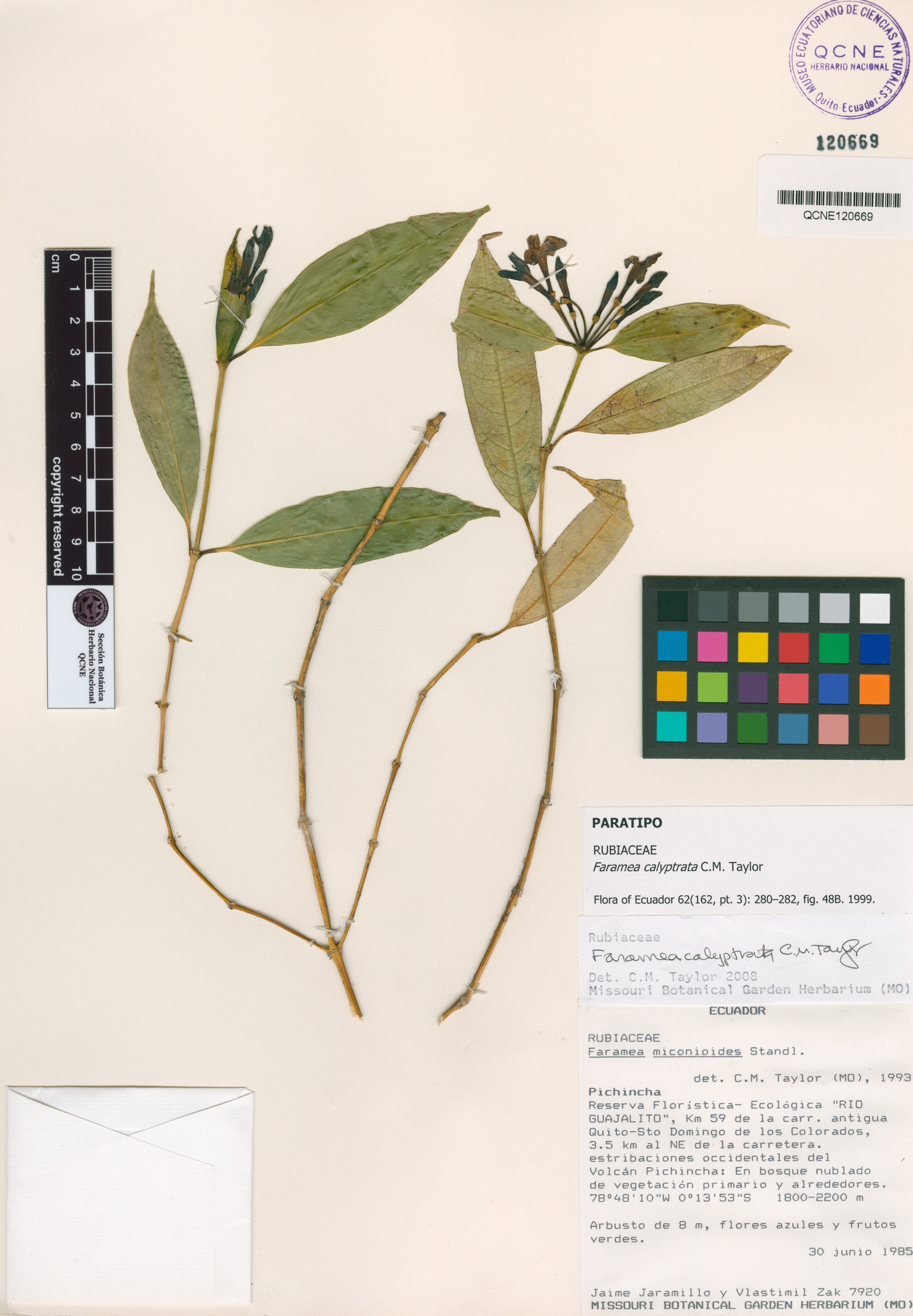 Faramea calyptrata image