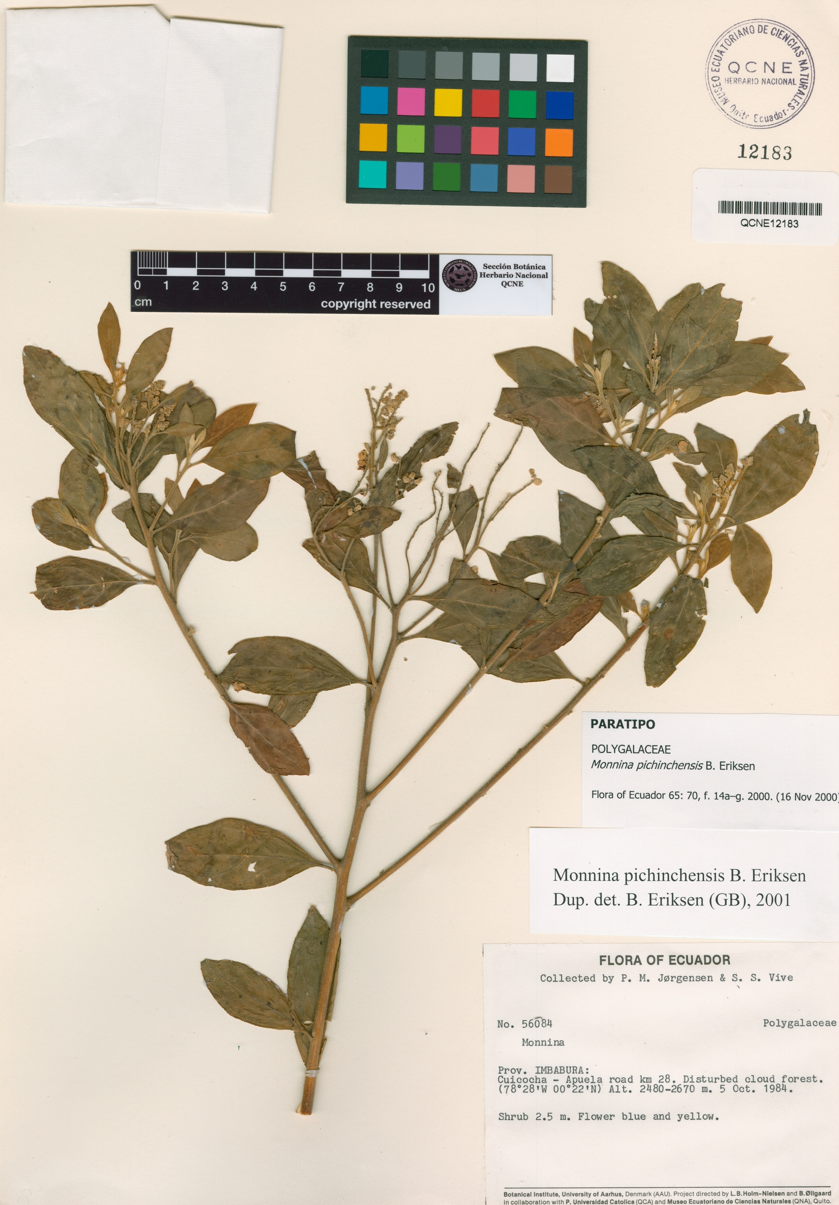 Monnina pichinchensis image