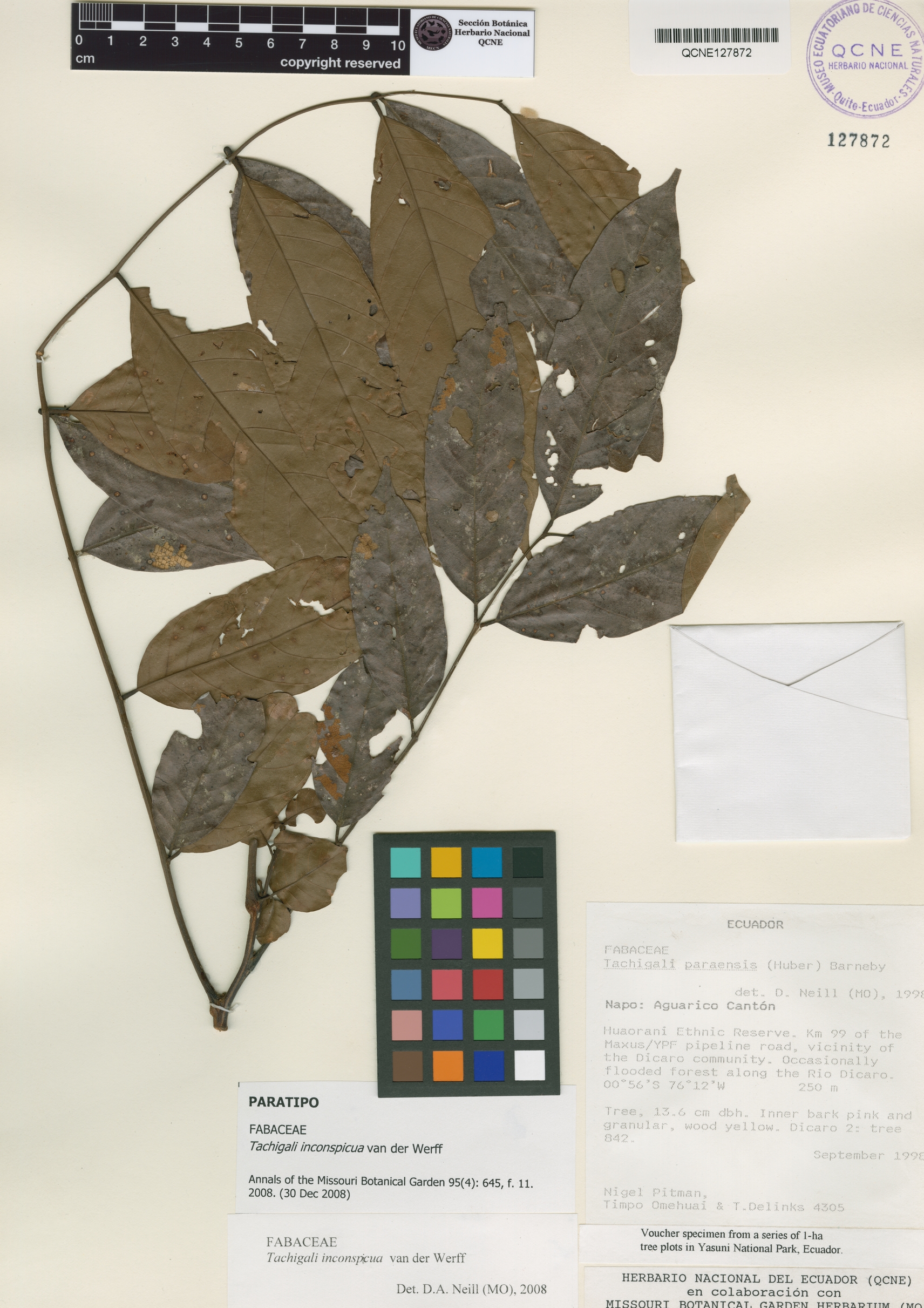 Tachigali inconspicua image