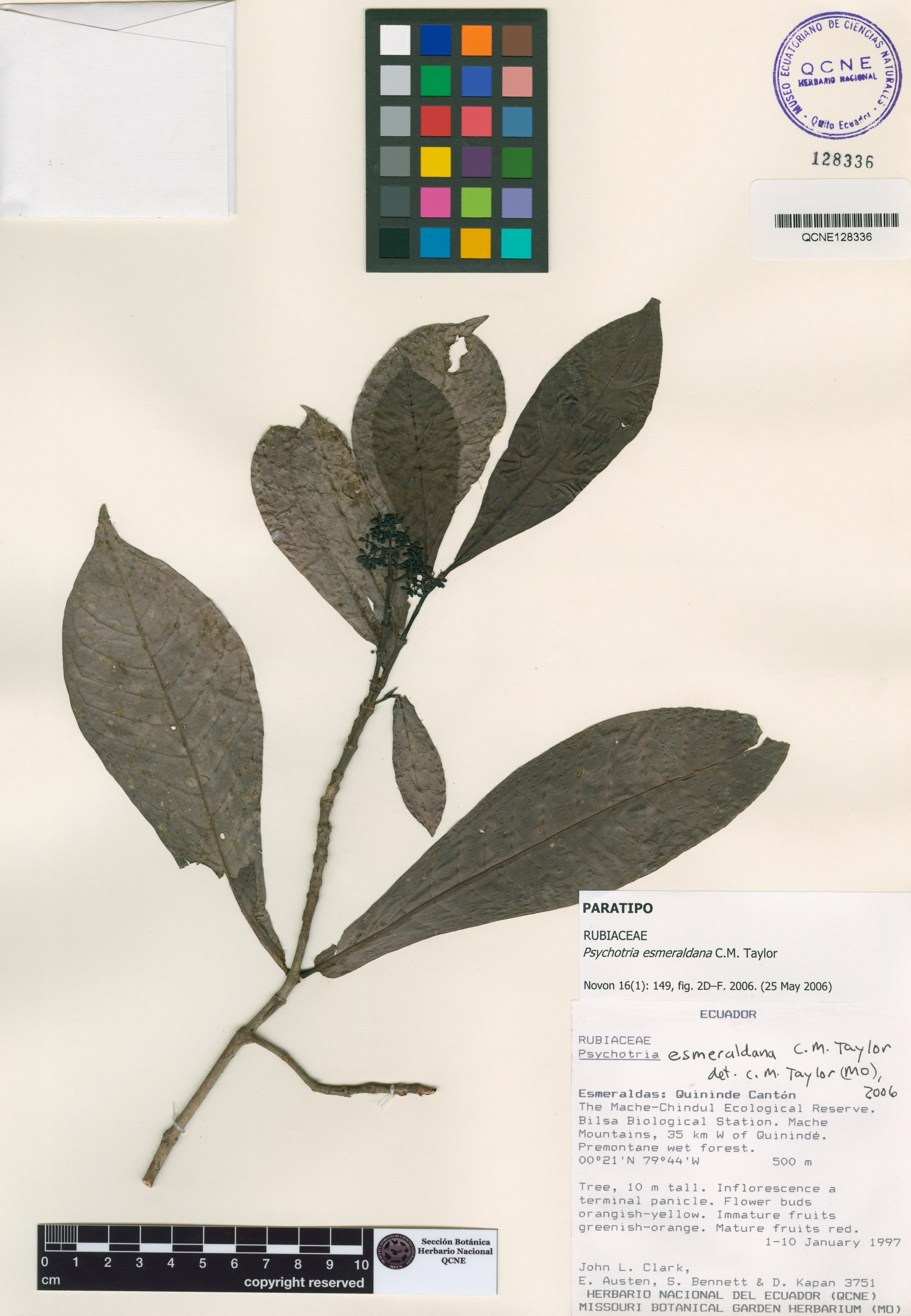 Psychotria esmeraldana image