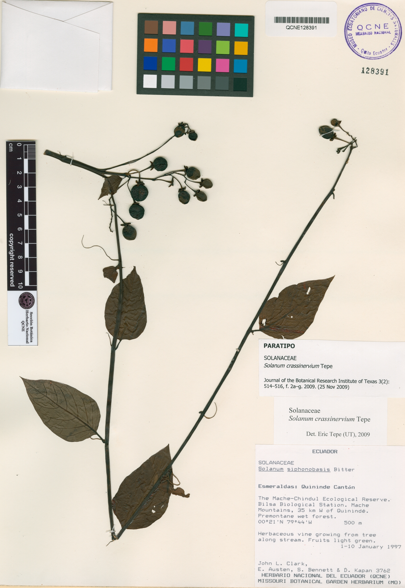 Solanum crassinervium image